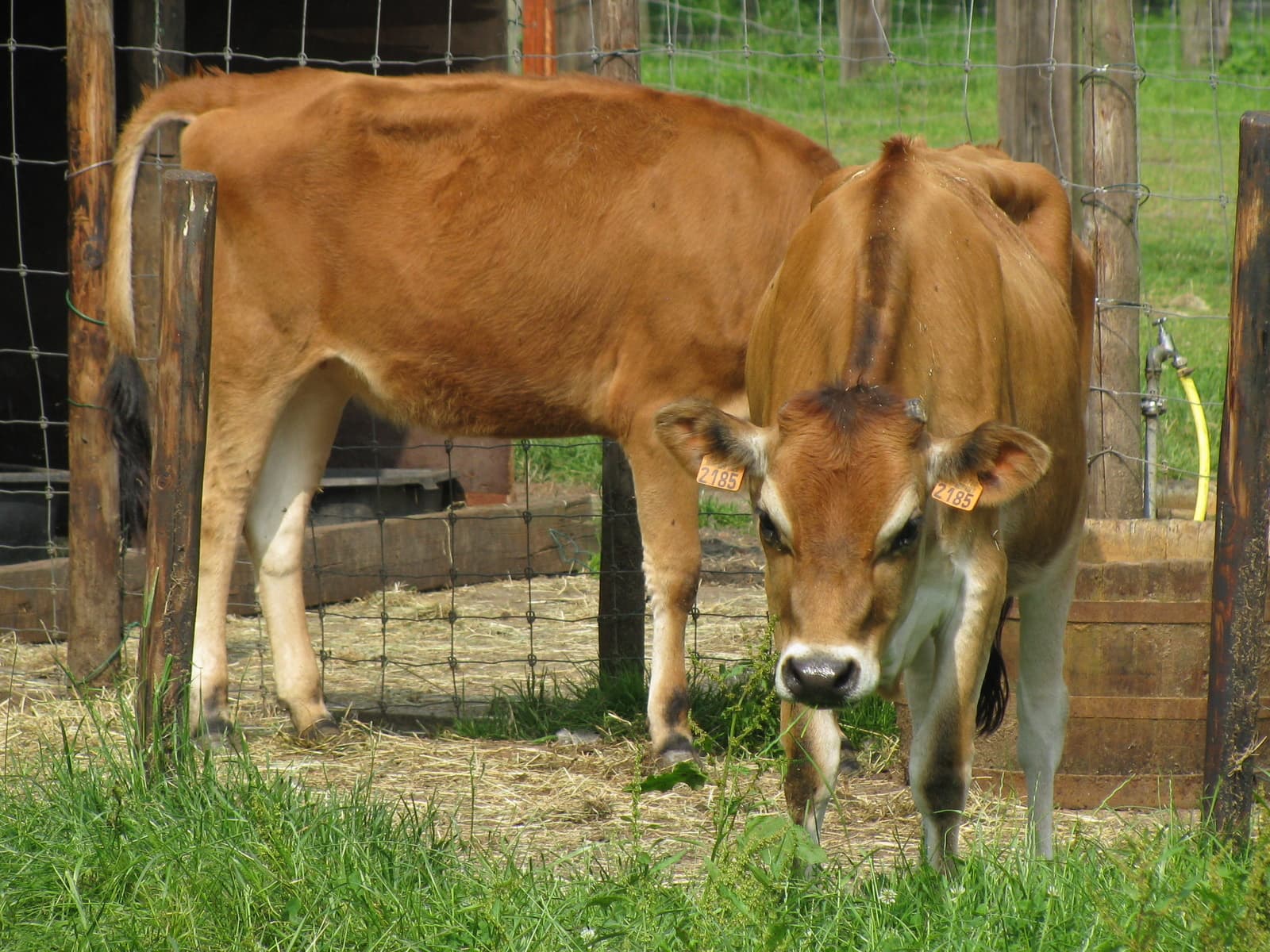 Animal park Eendekooi