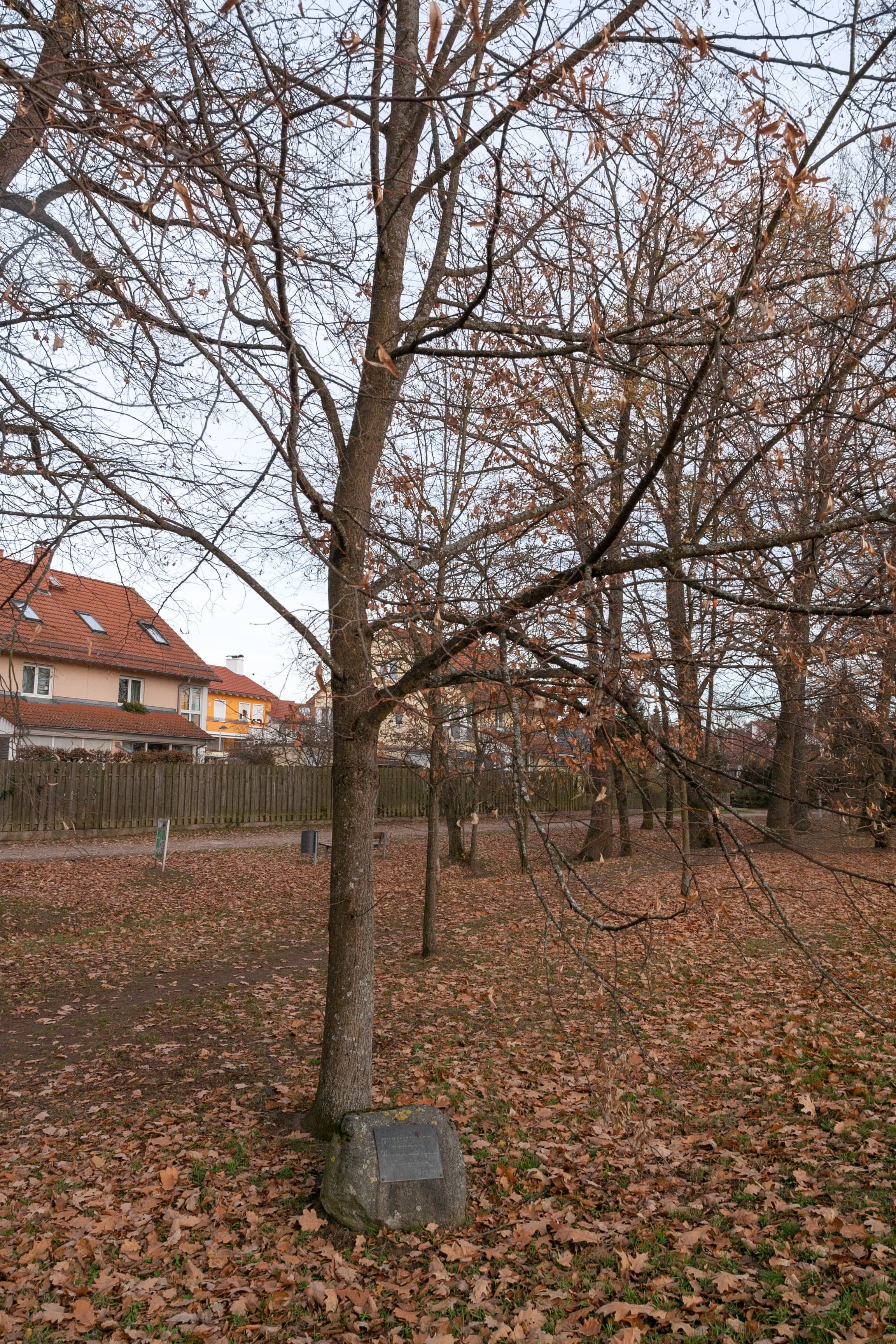 Einheitslinde in Feucht