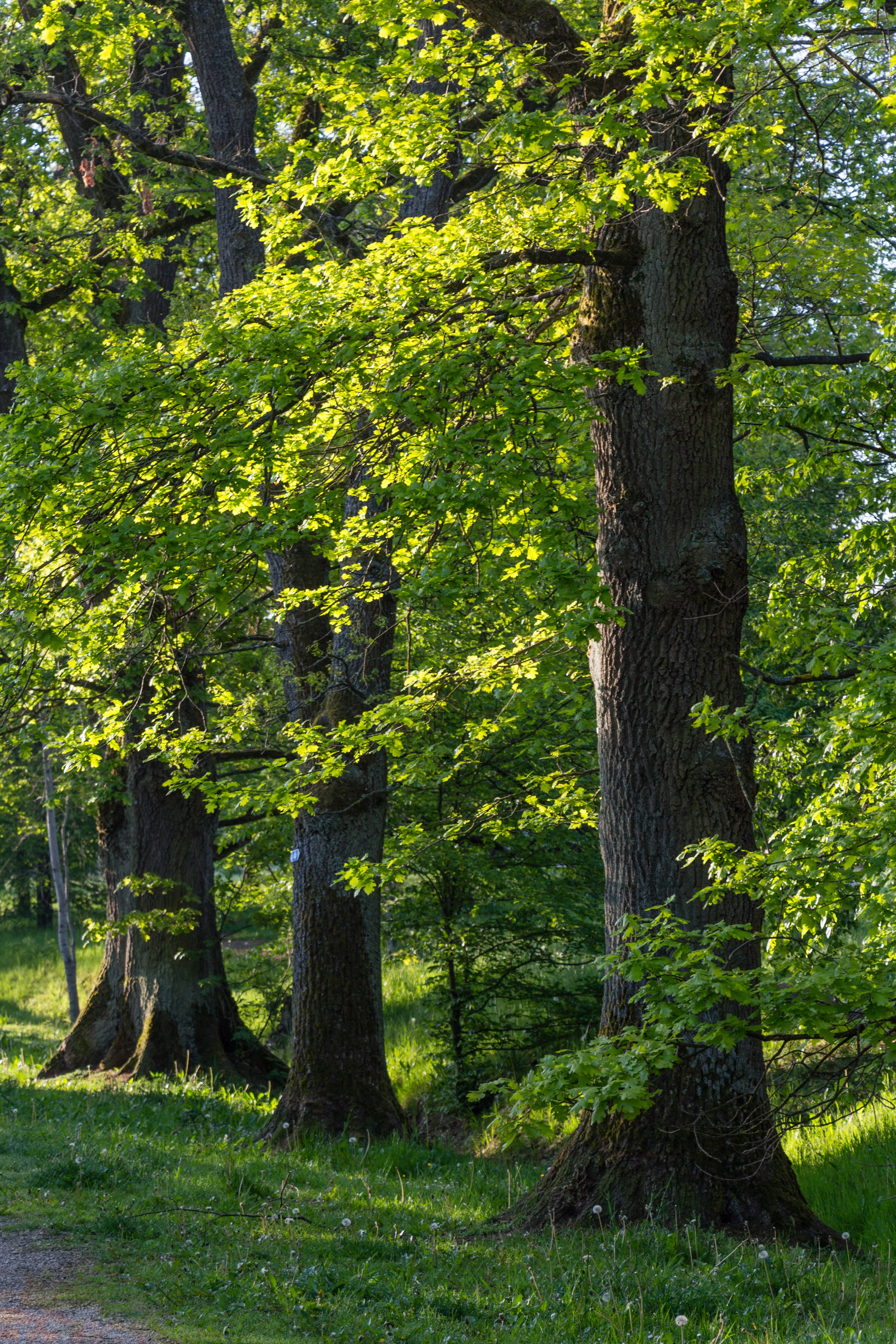 Grünanlage Am Lechle