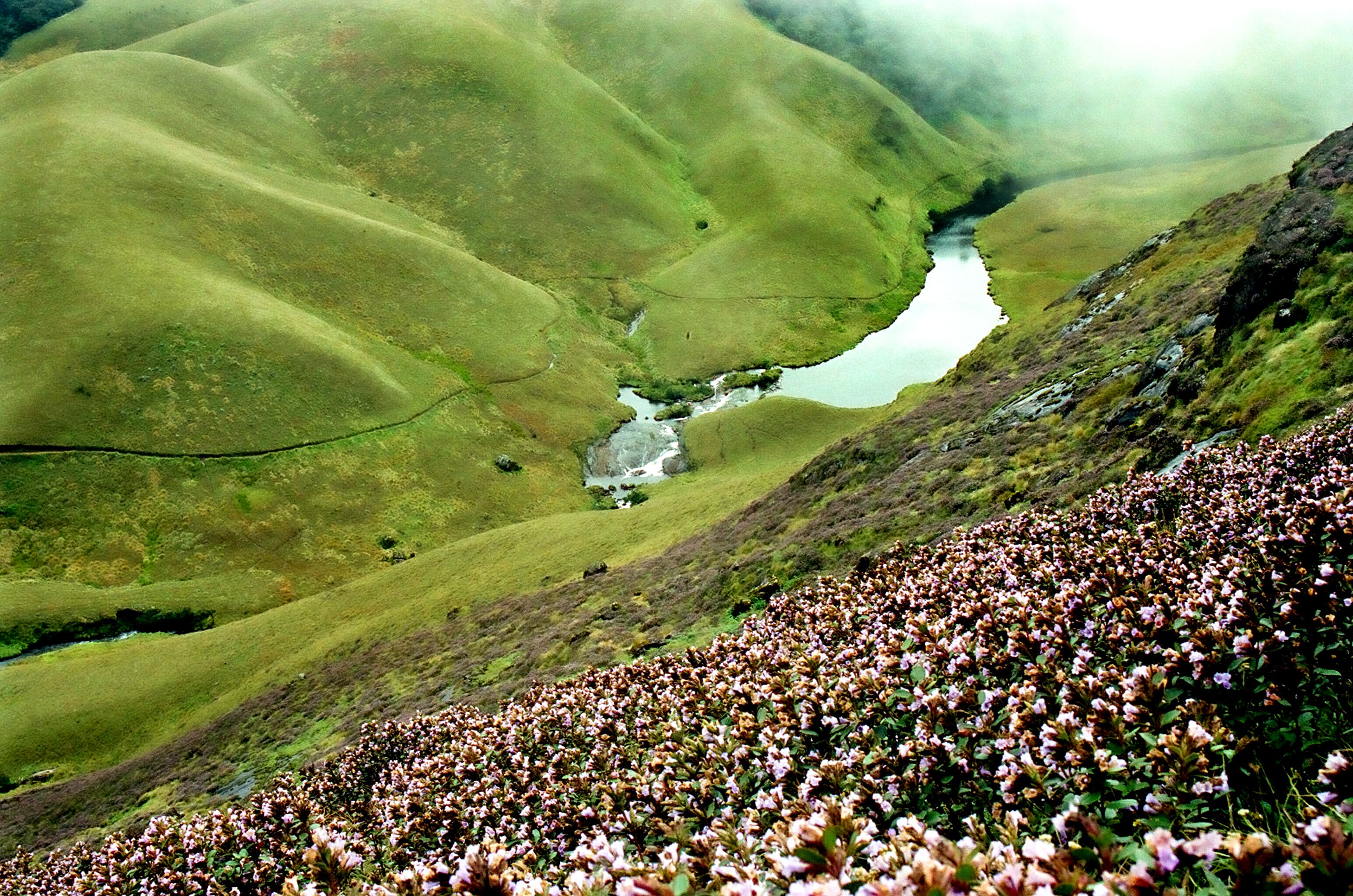 Eravikulam National Park