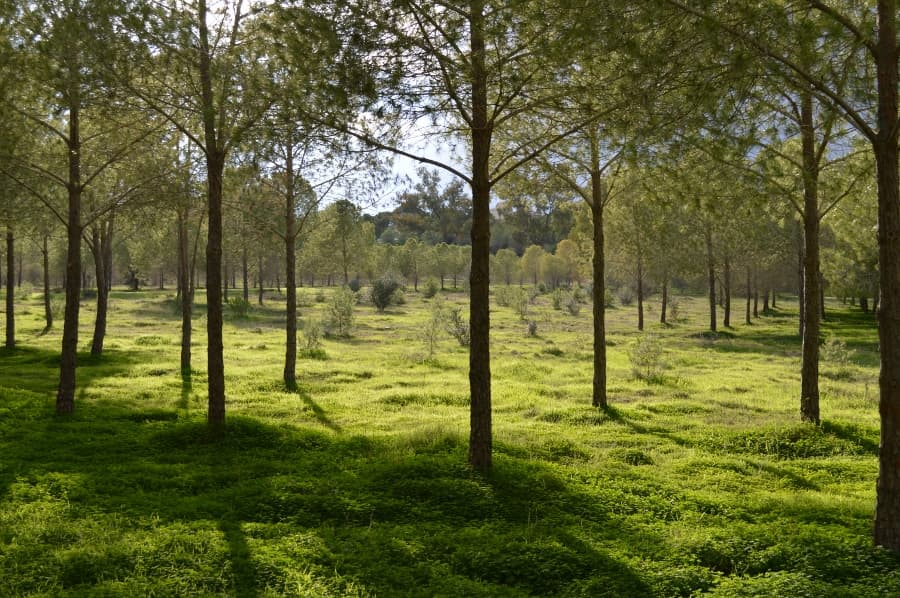 Alsos Forest