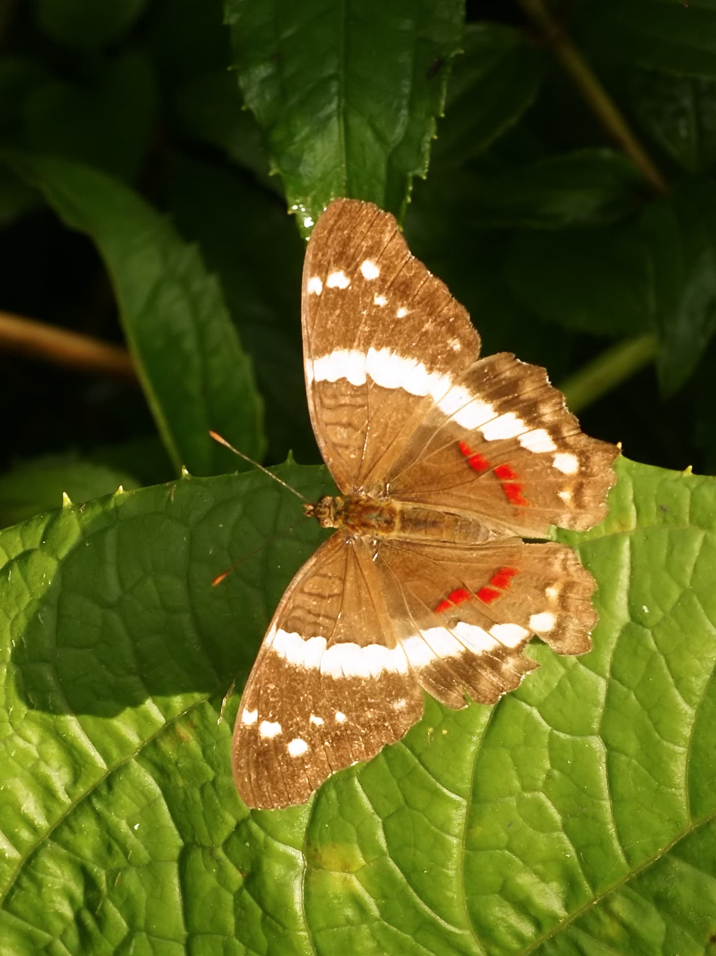 Butterfly Conservatory