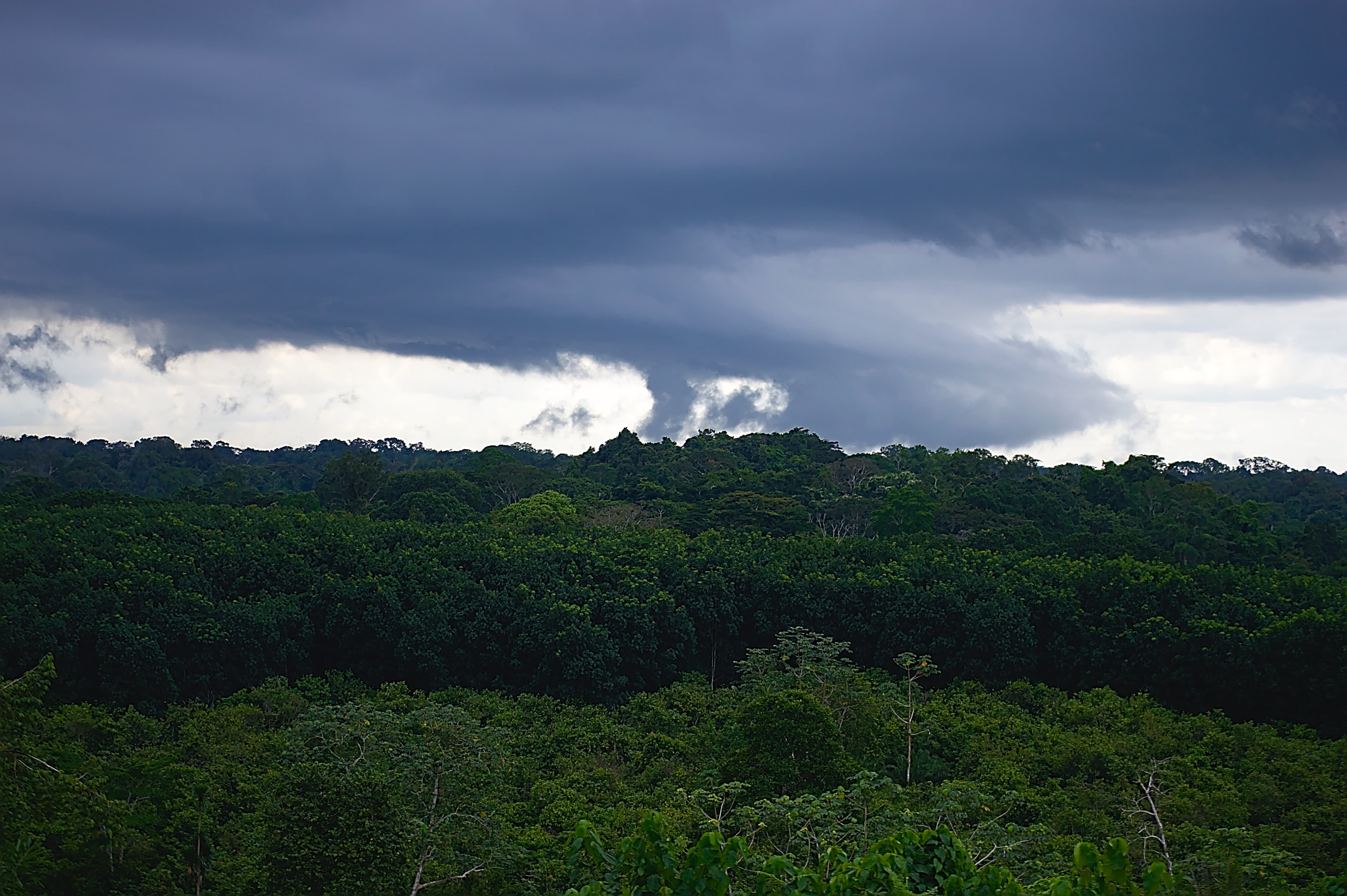 Ankasa Conservation Area