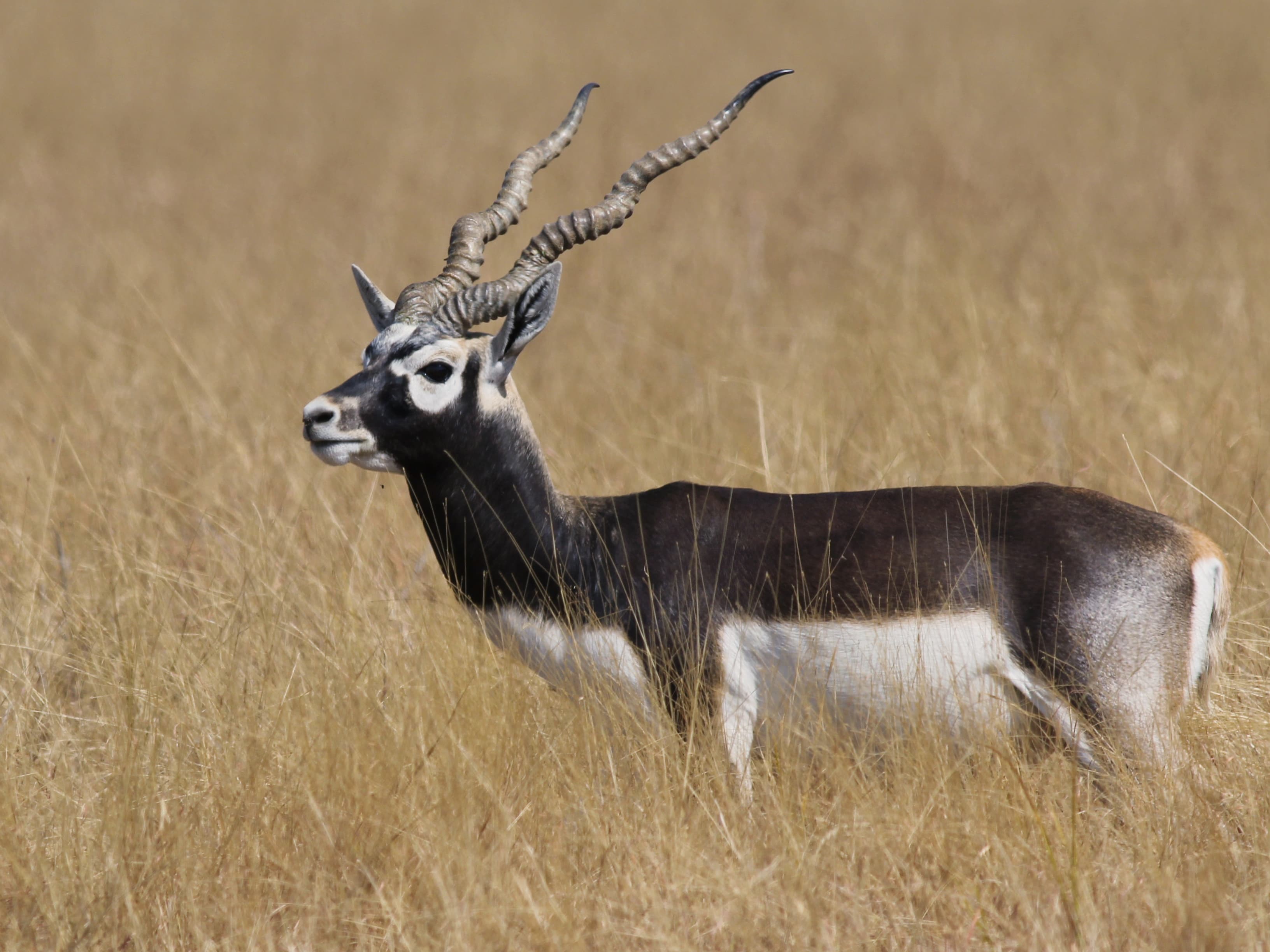 Blackbuck National Park
