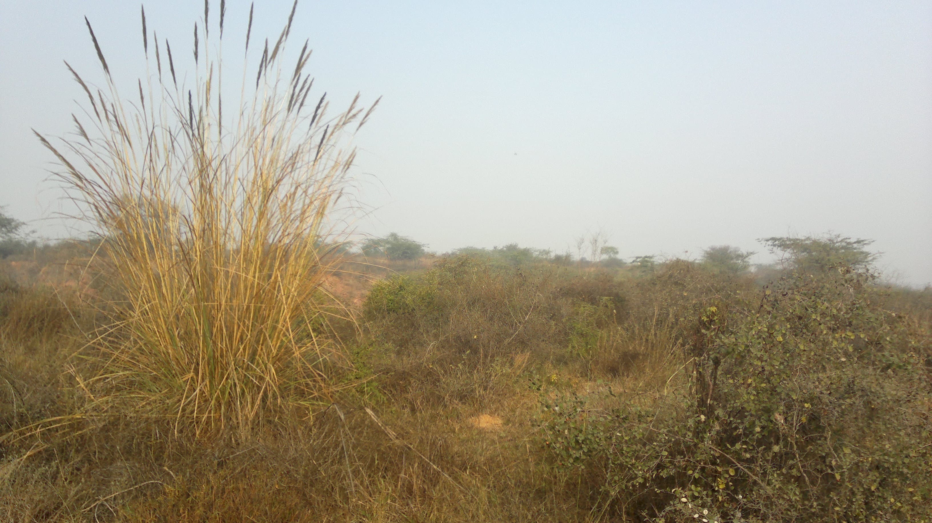 Aravali Biodiversity Park, Gurgaon