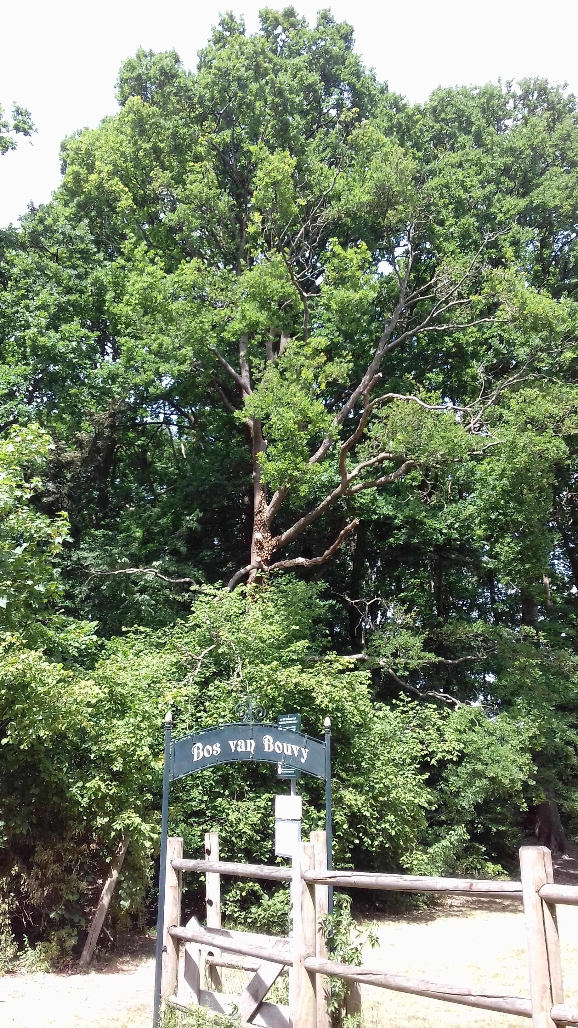 Bos van Bouvy