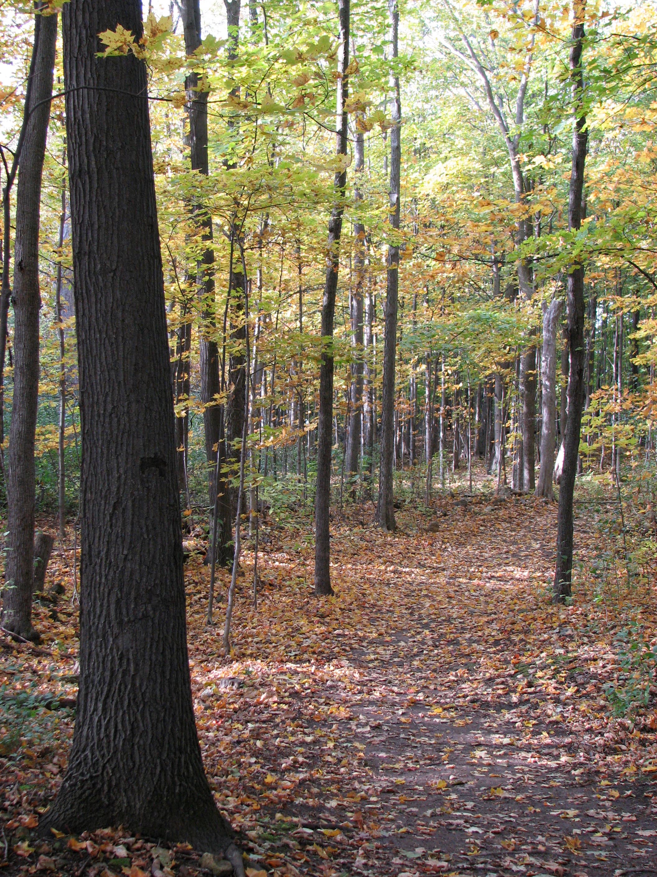 Cap-Saint-Jacques Nature Park