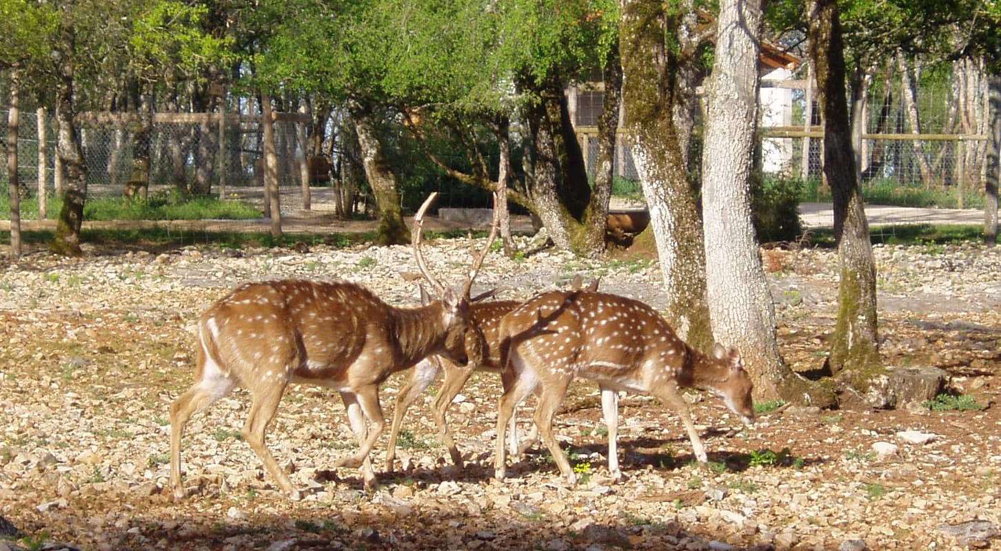 Parc animalier de Gramat