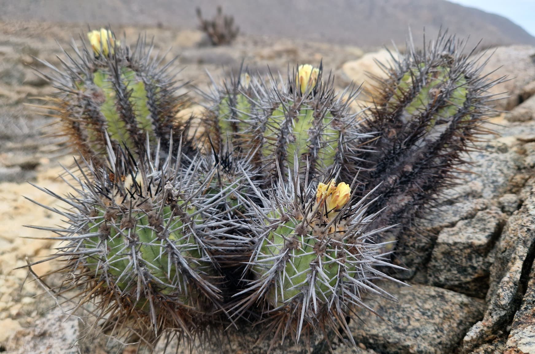 Copiapoa