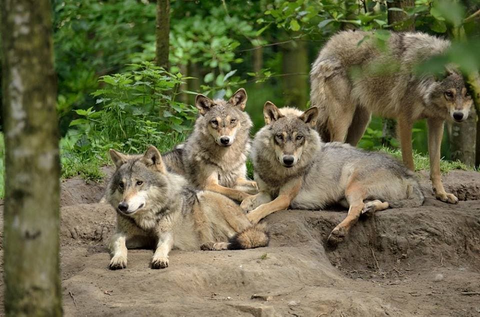 Landgoed Hoenderdaell