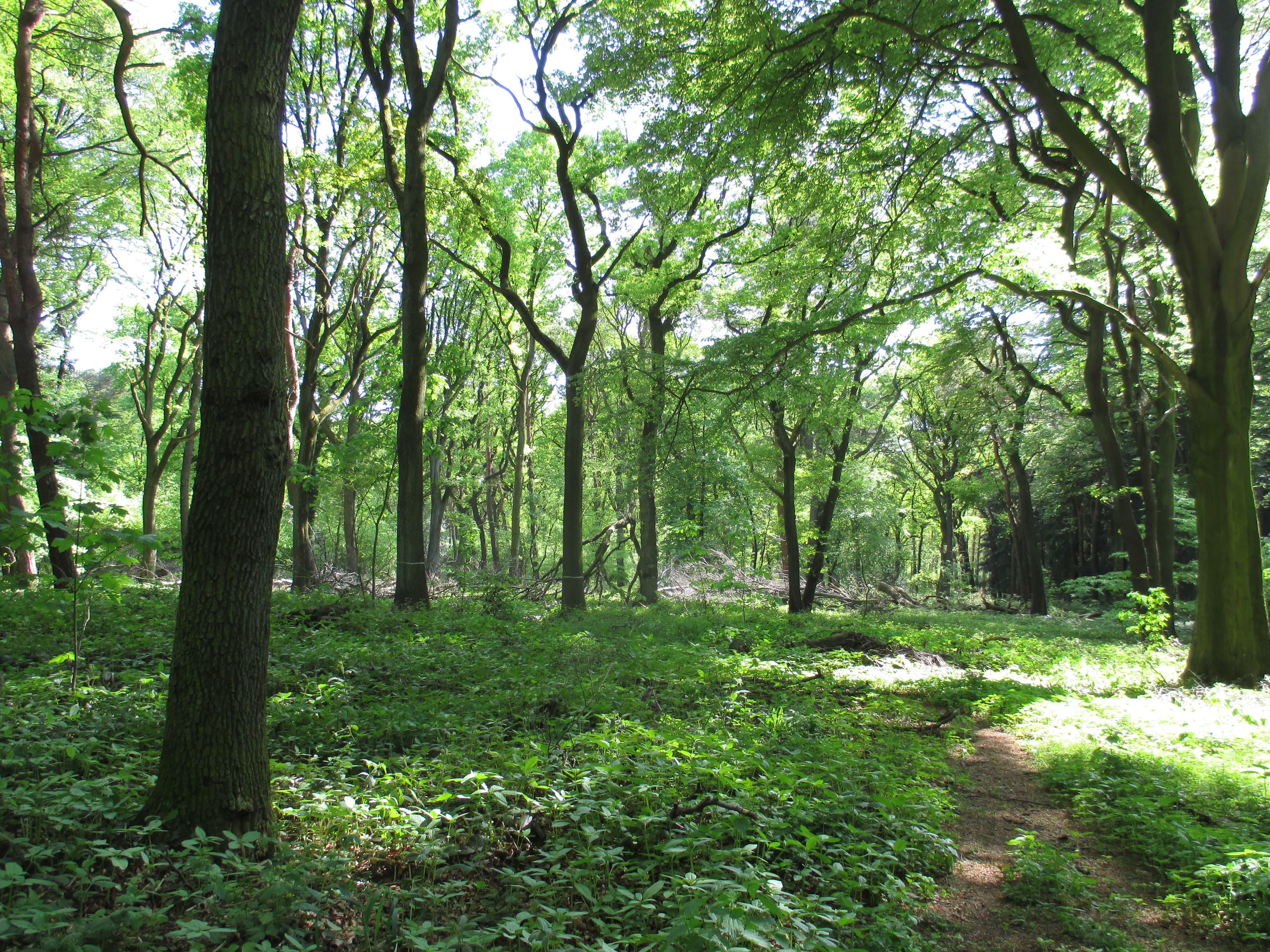 Duisburger Stadtwald