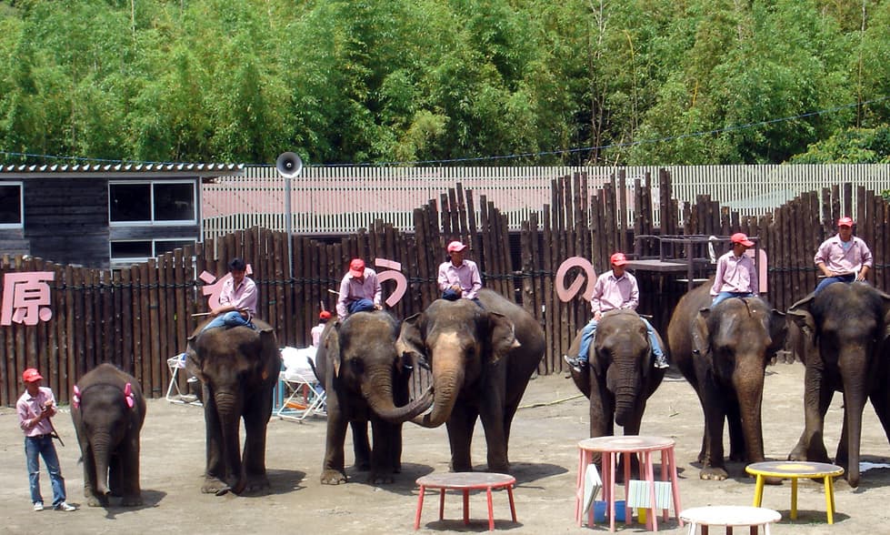 Ichihara Elephant Kingdom