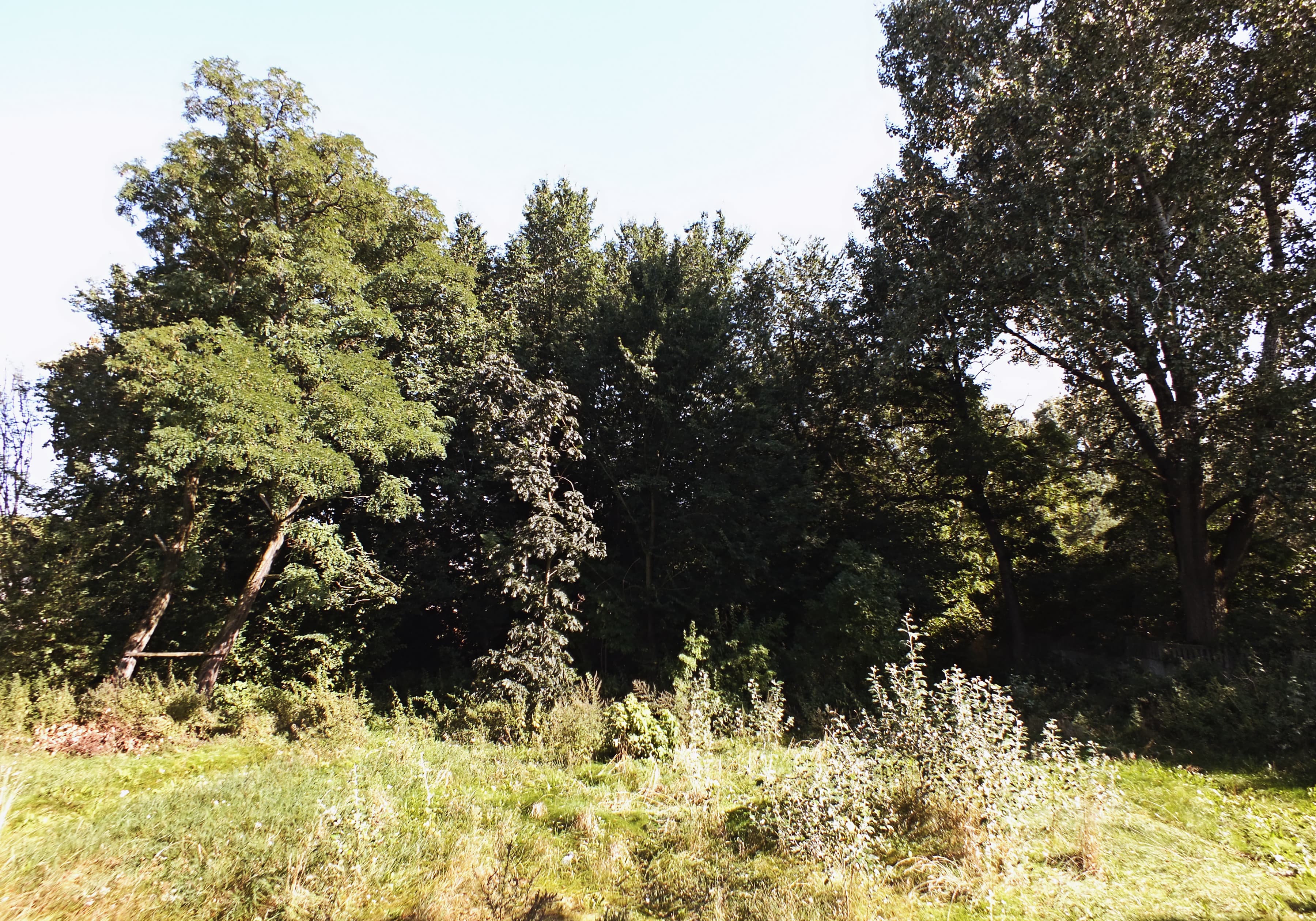 Park dworski w Fałkowie