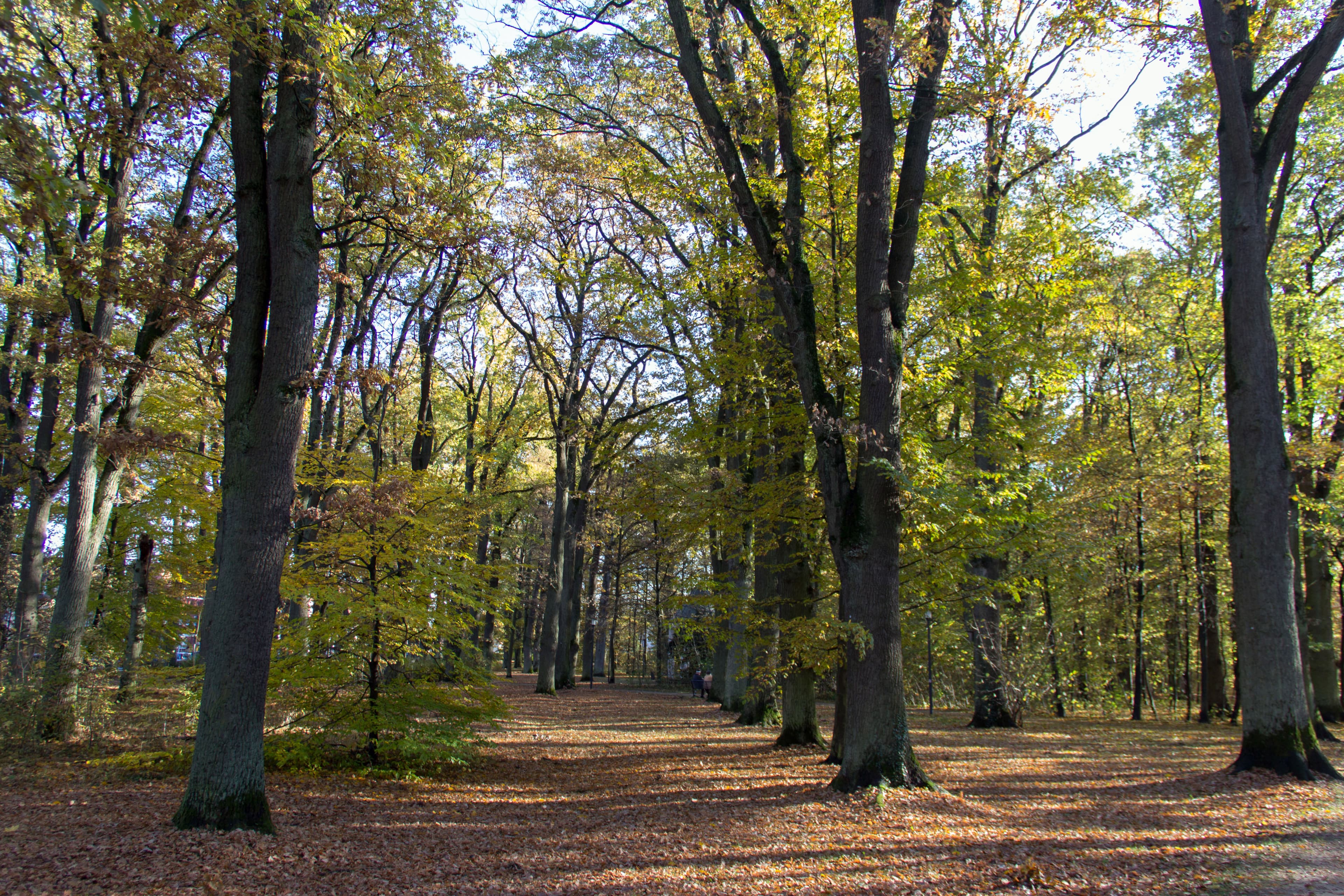Eichenhain in Feucht