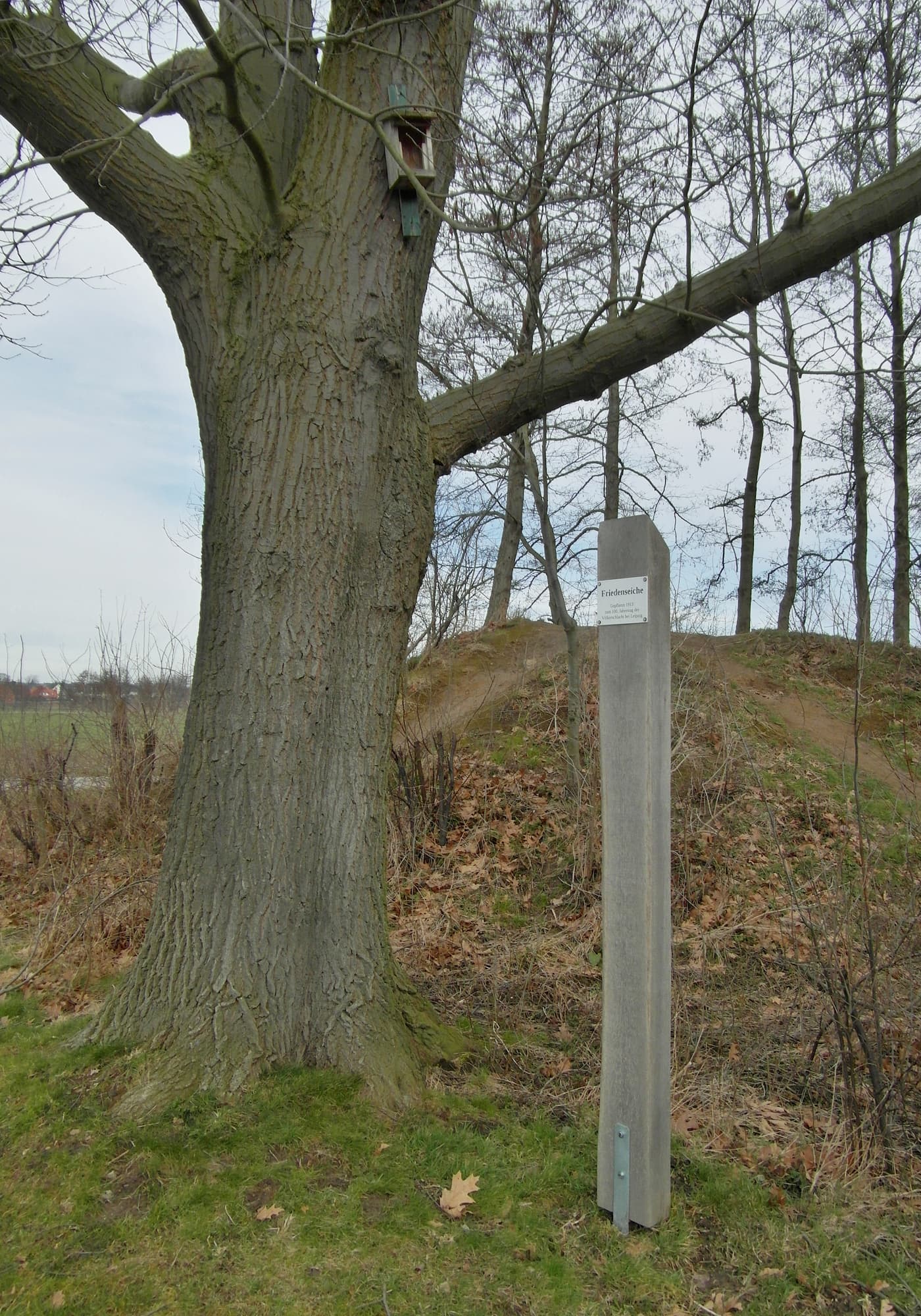 Friedenseiche