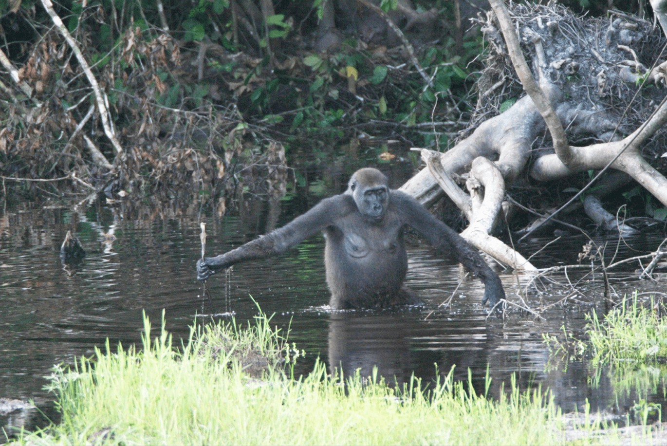 Nouabalé-Ndoki National Park