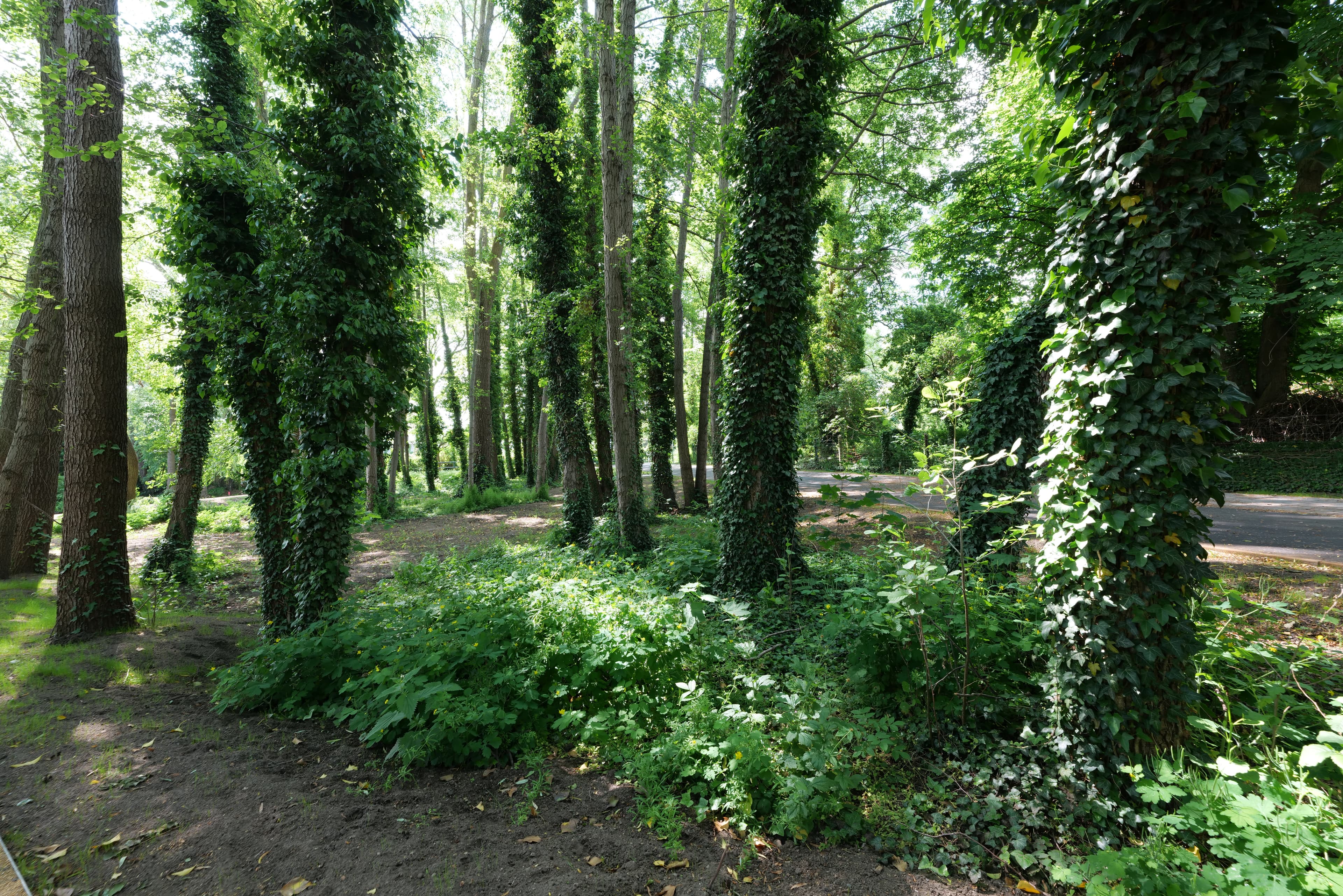 Jahnufer park Werder