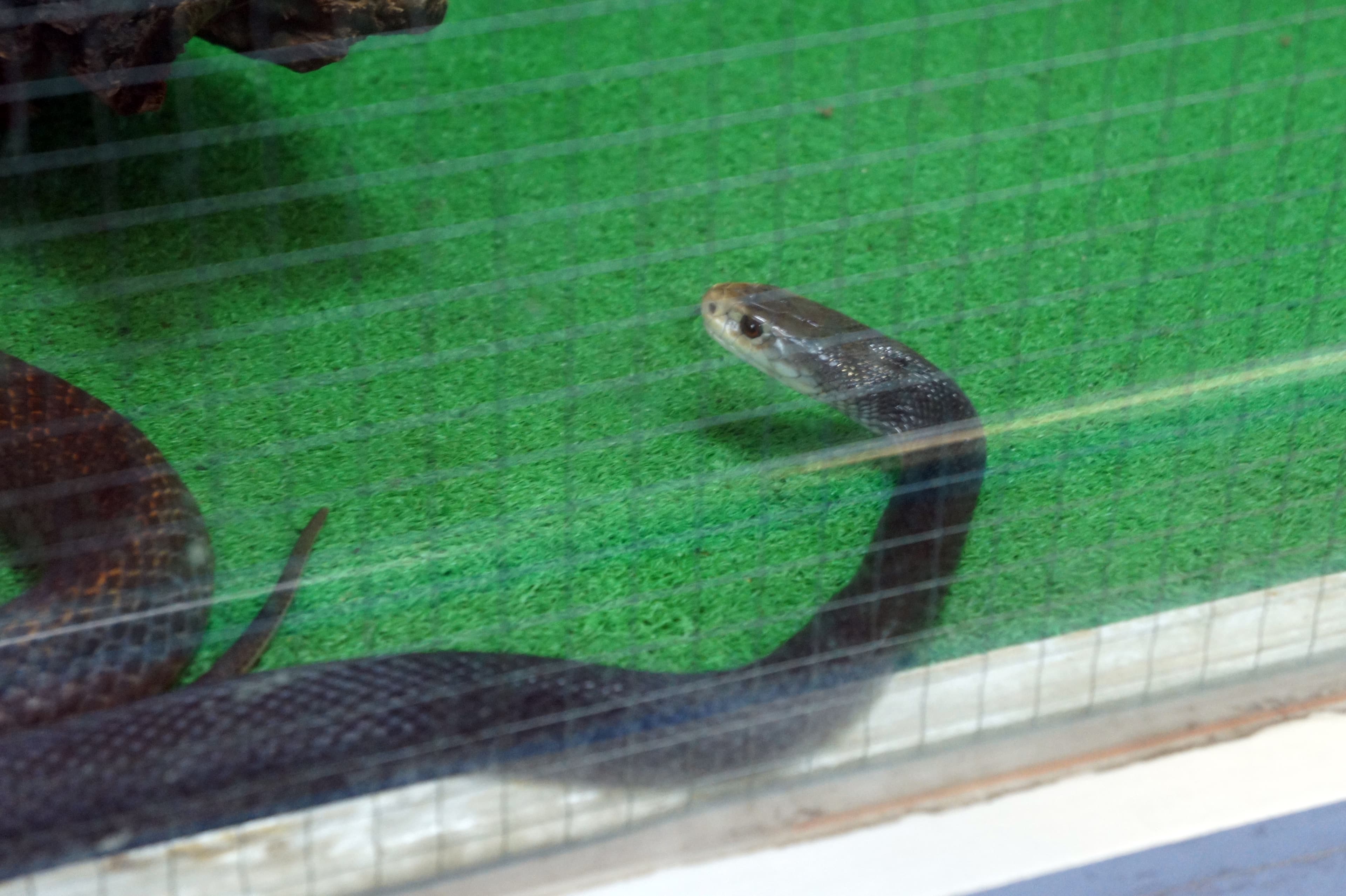 Japan Snake Center