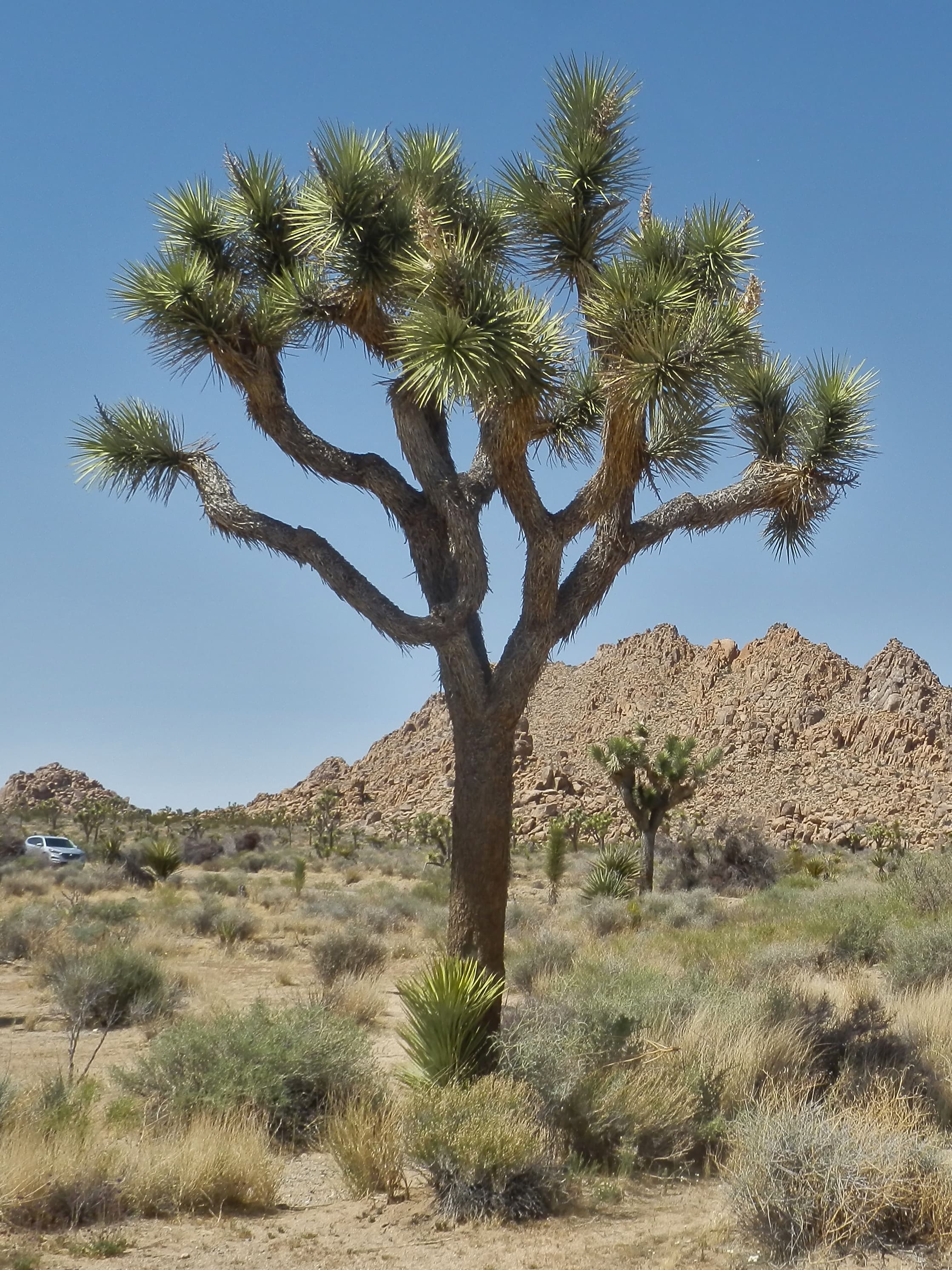 Joshua Tree National Park