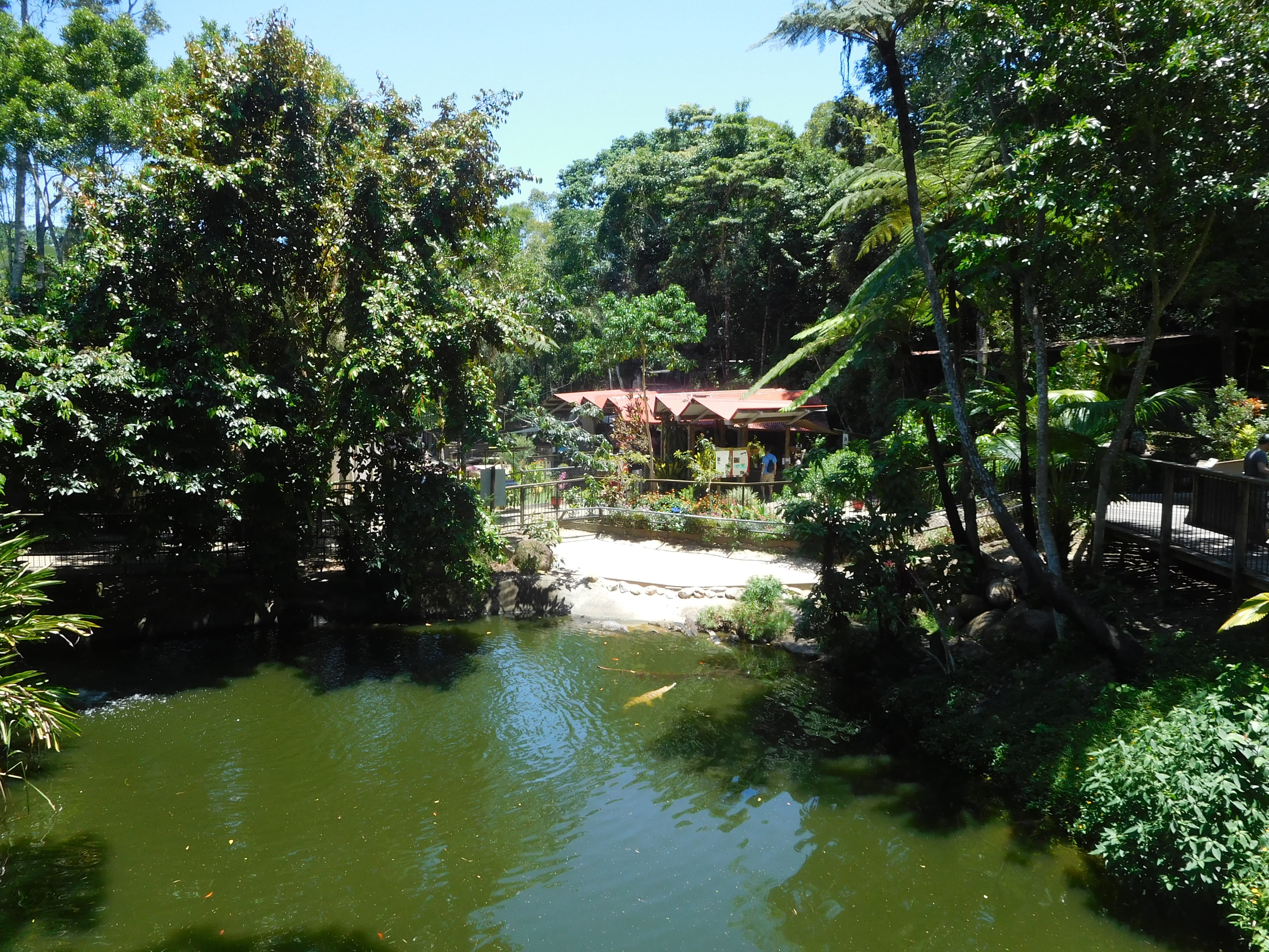 Kuranda Koala Gardens