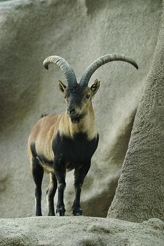 ibex