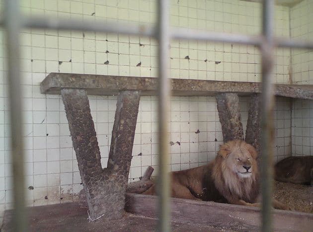 Tirana Zoo