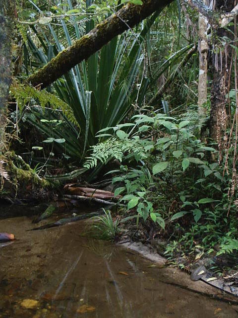 Andasibe-Mantadia National Park