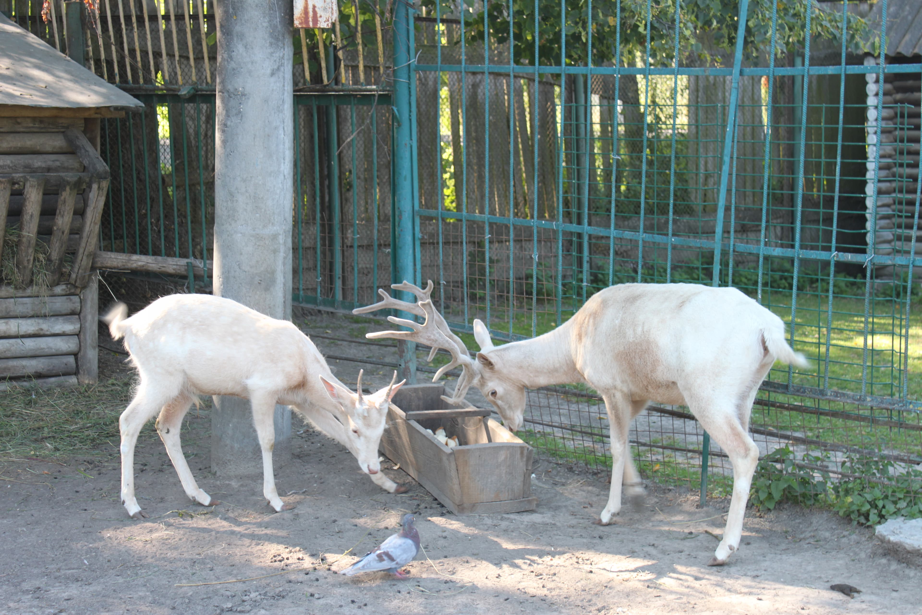 Lutsk Zoo