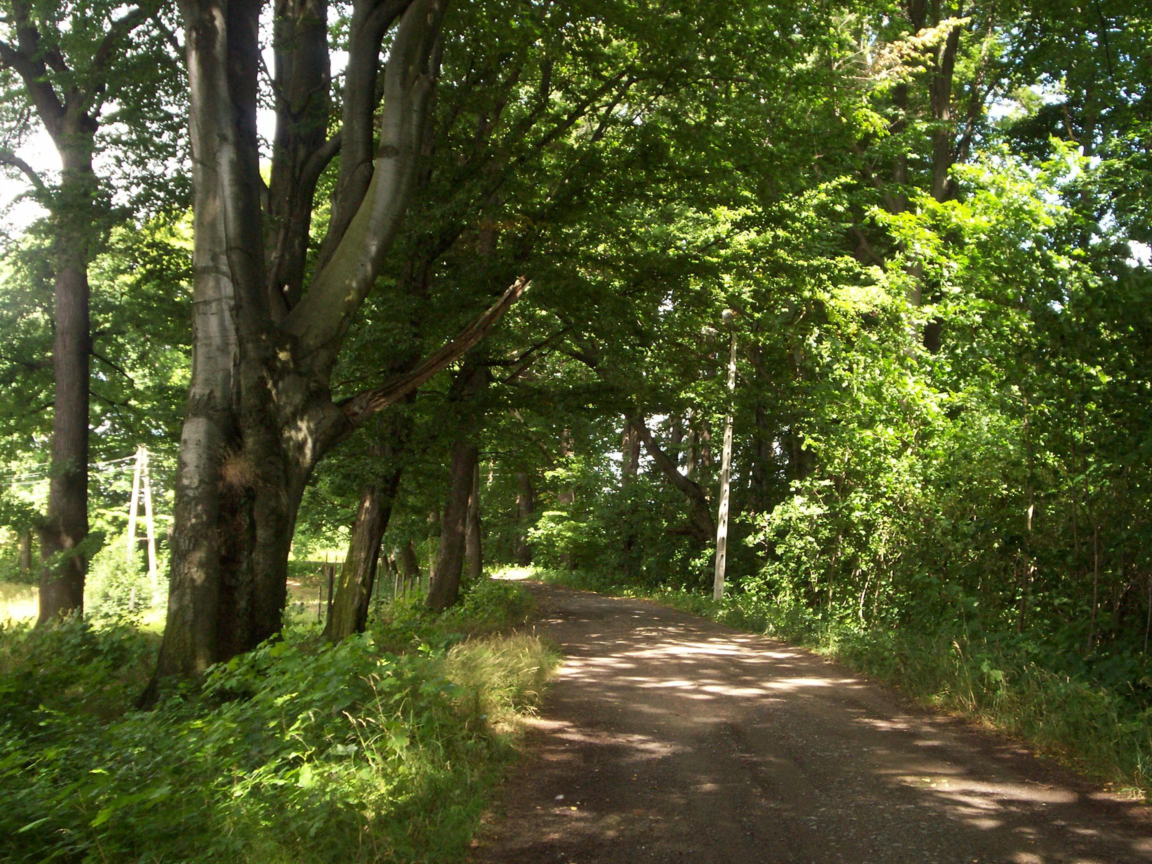 Maciejowiec Palace Park
