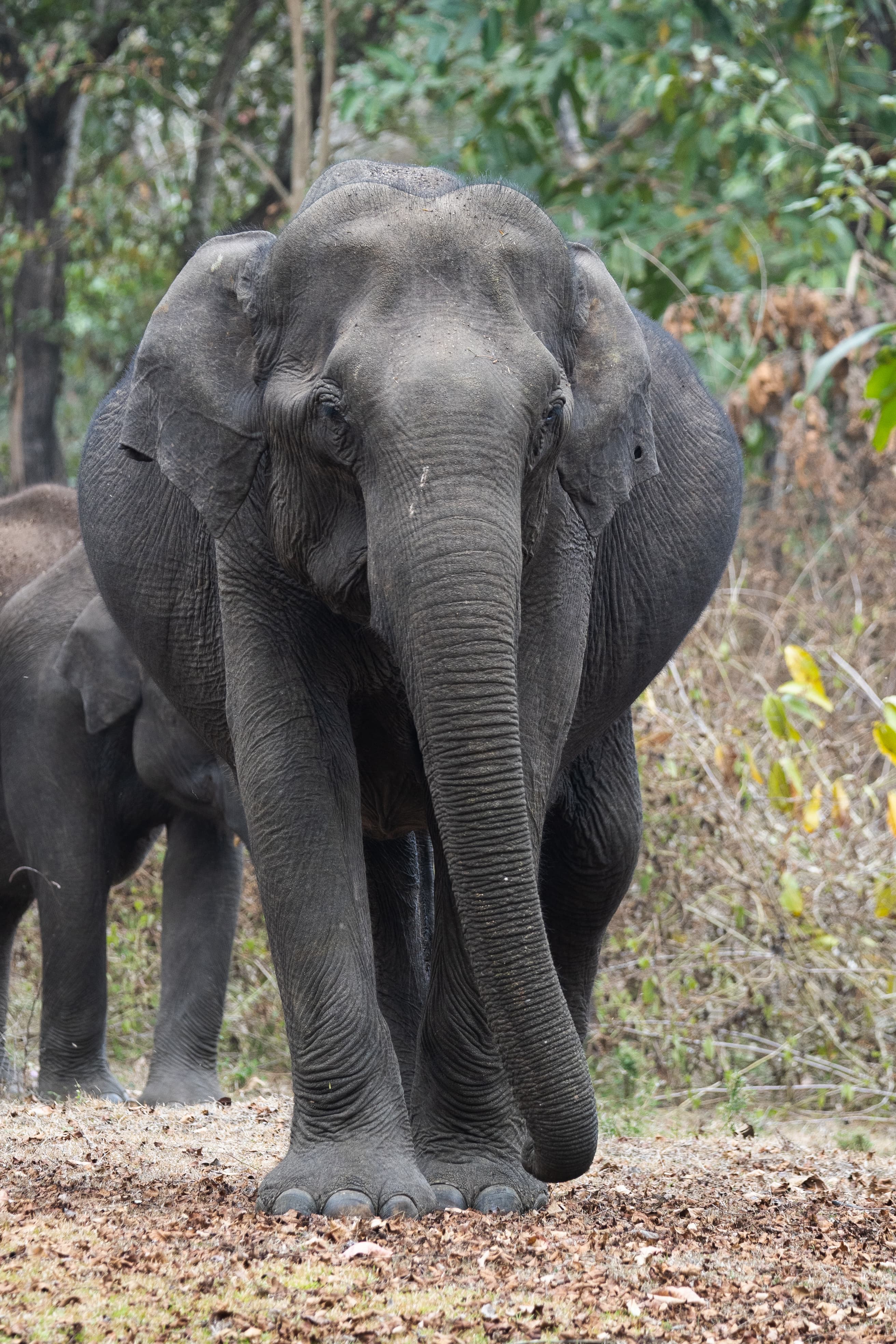 Nagarhole National Park