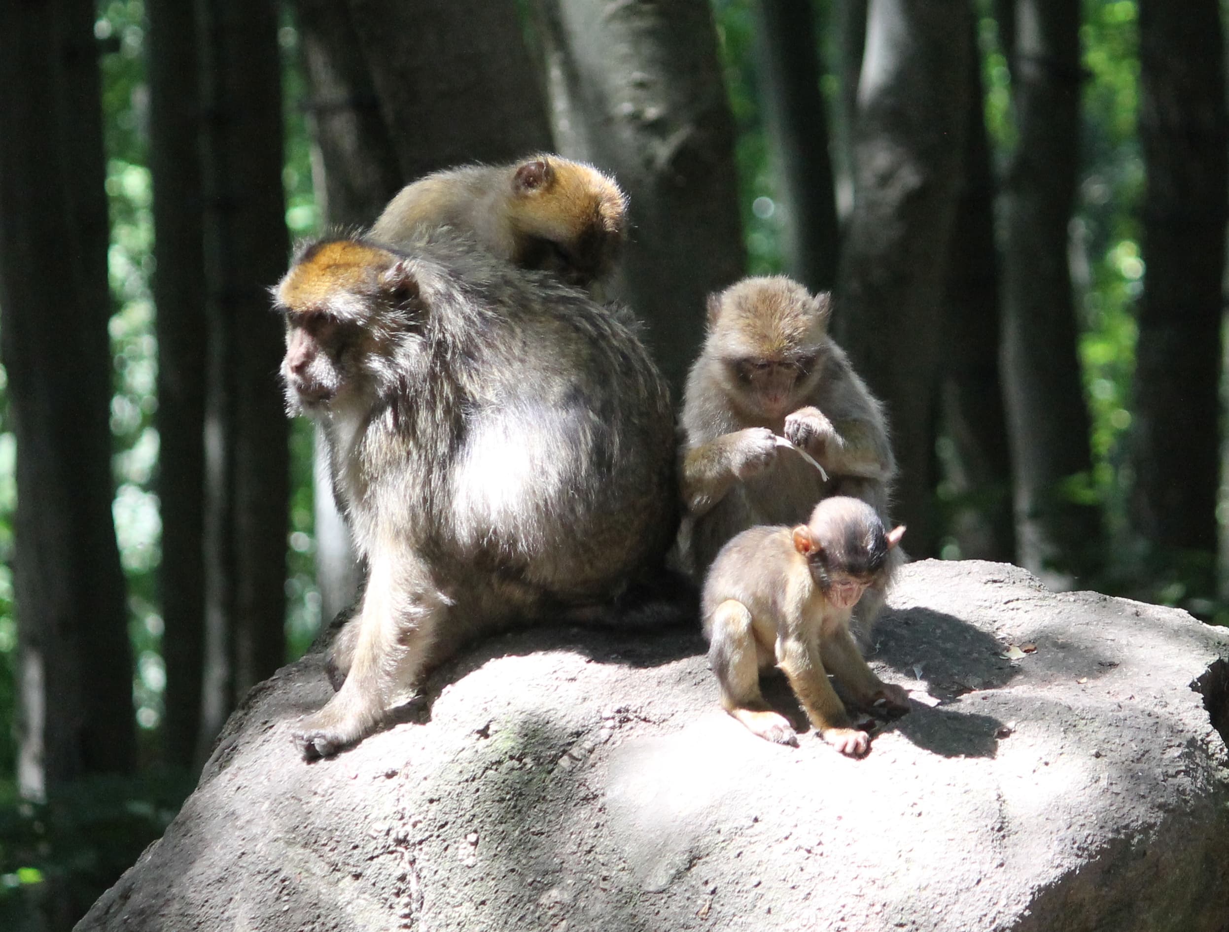 La Montagne des singes
