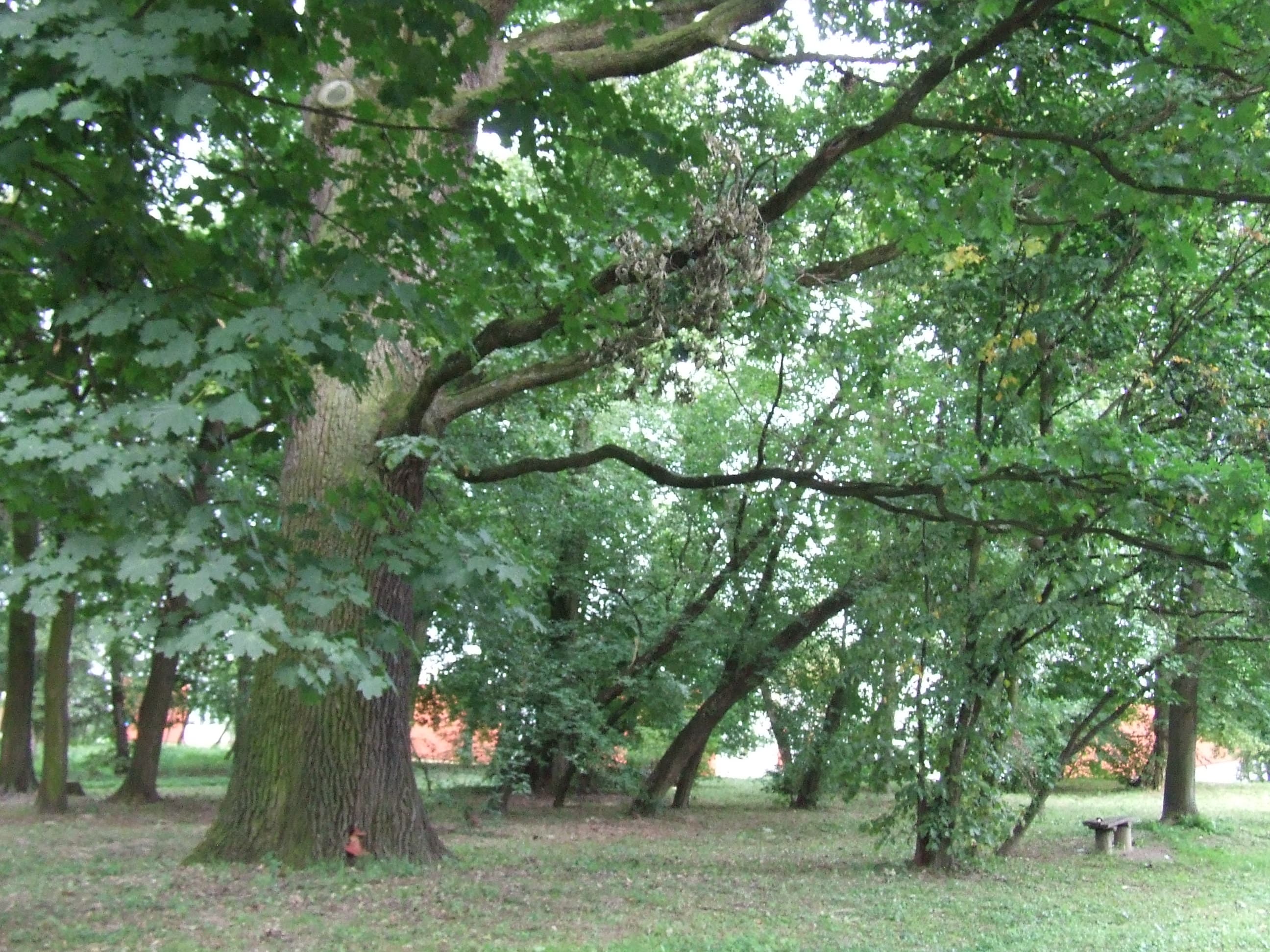 Manor garden in Miętne