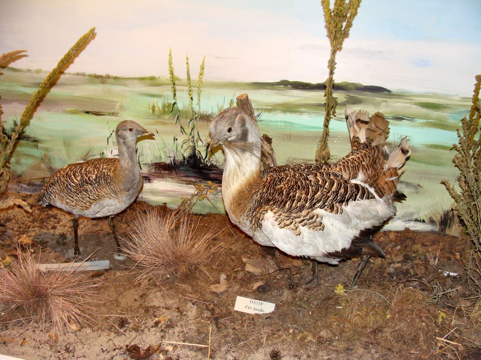 Nature Museum in Woliński National Park