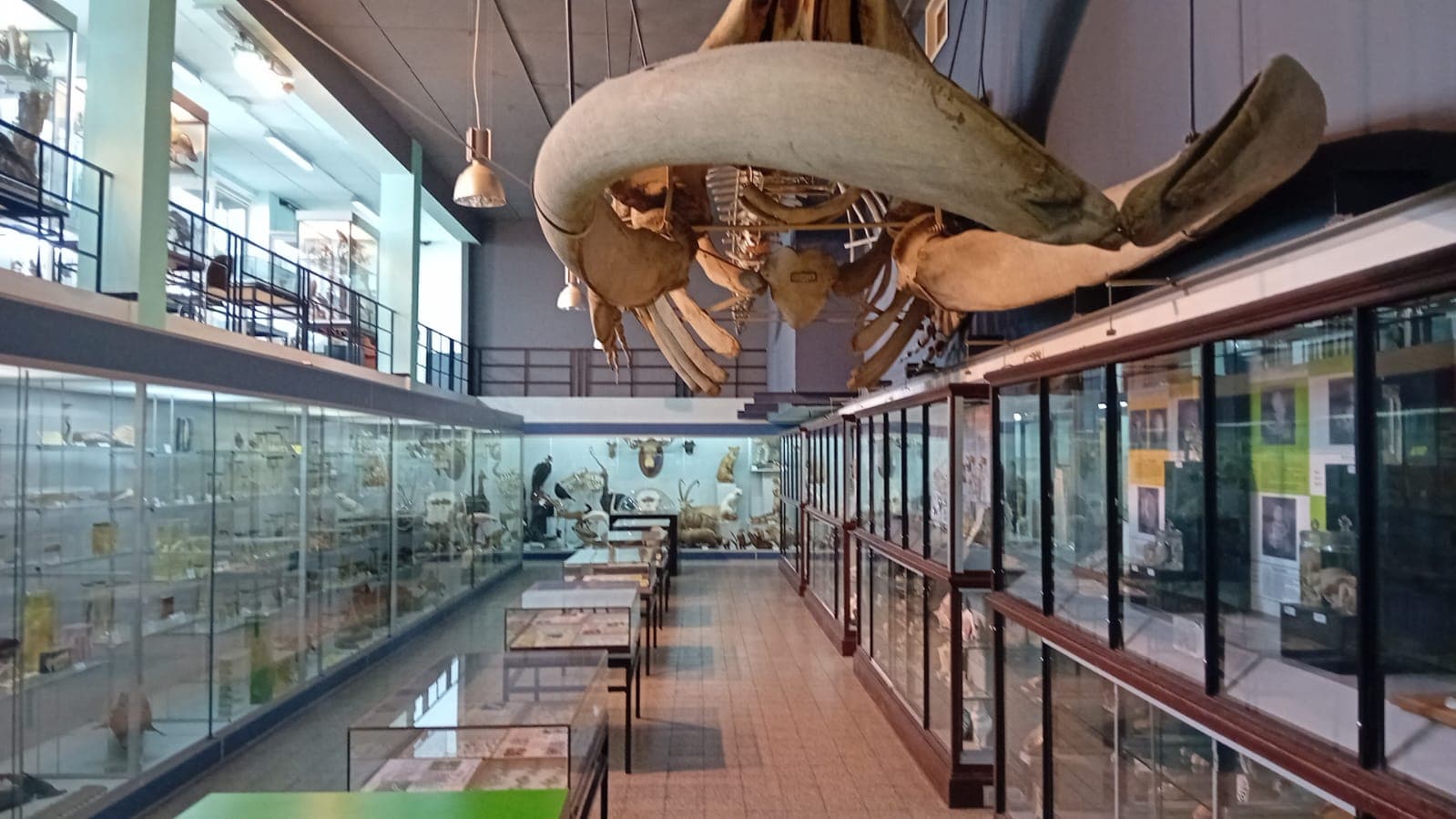 Museum voor Dierkunde