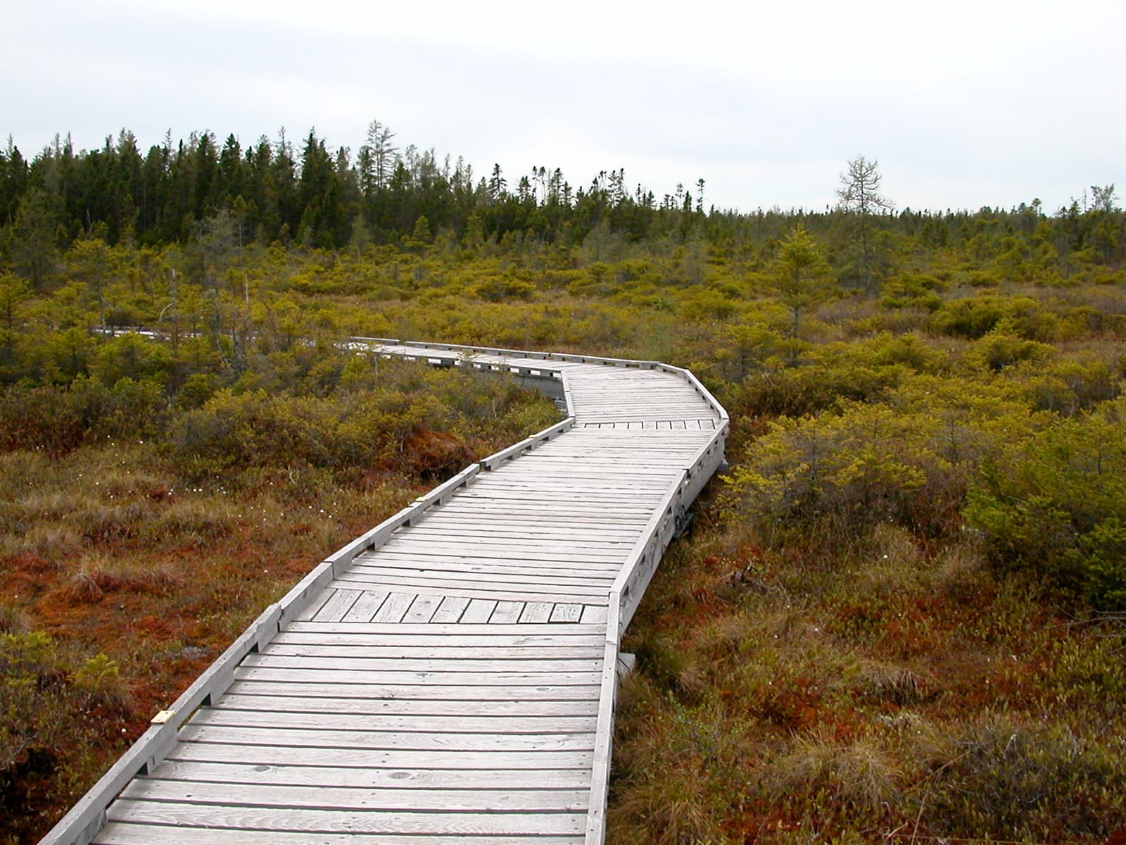 Orono Bog
