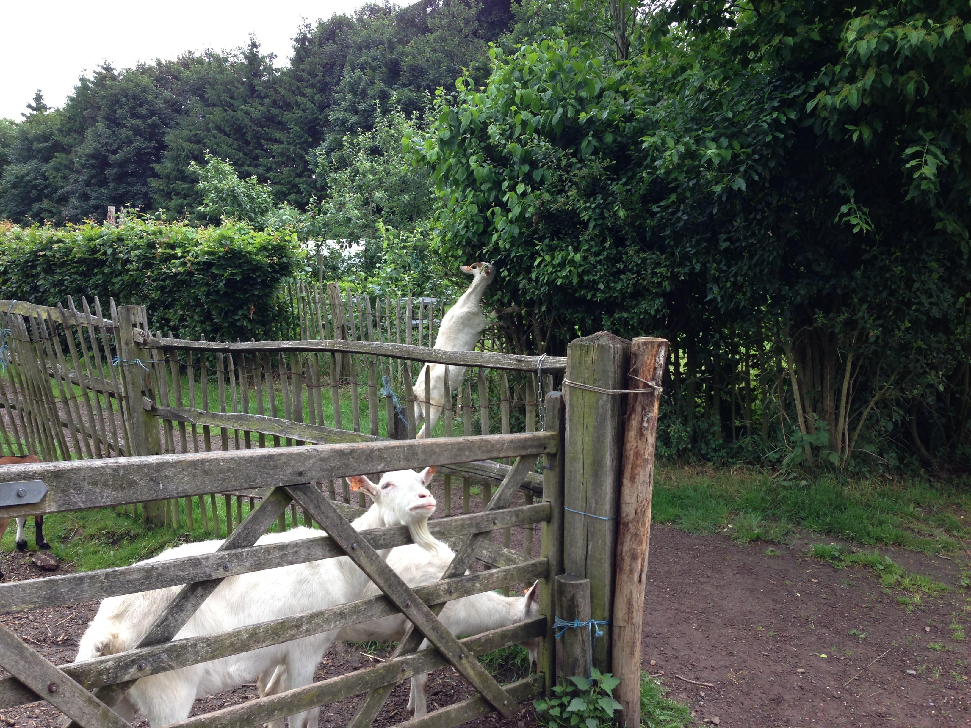 Parc Fond’Roy - Vronerodepark