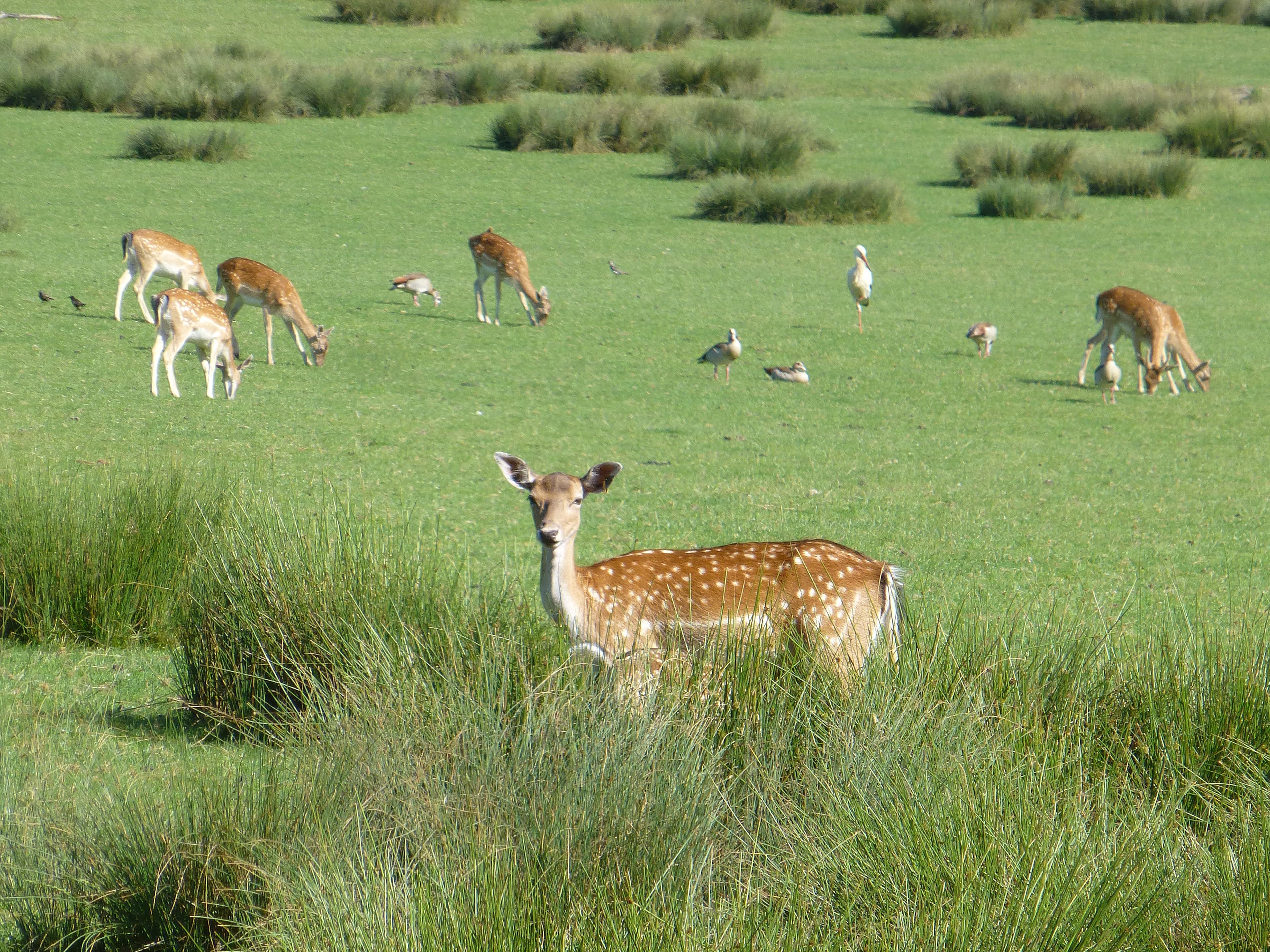 Parc animalier de Sainte-Croix