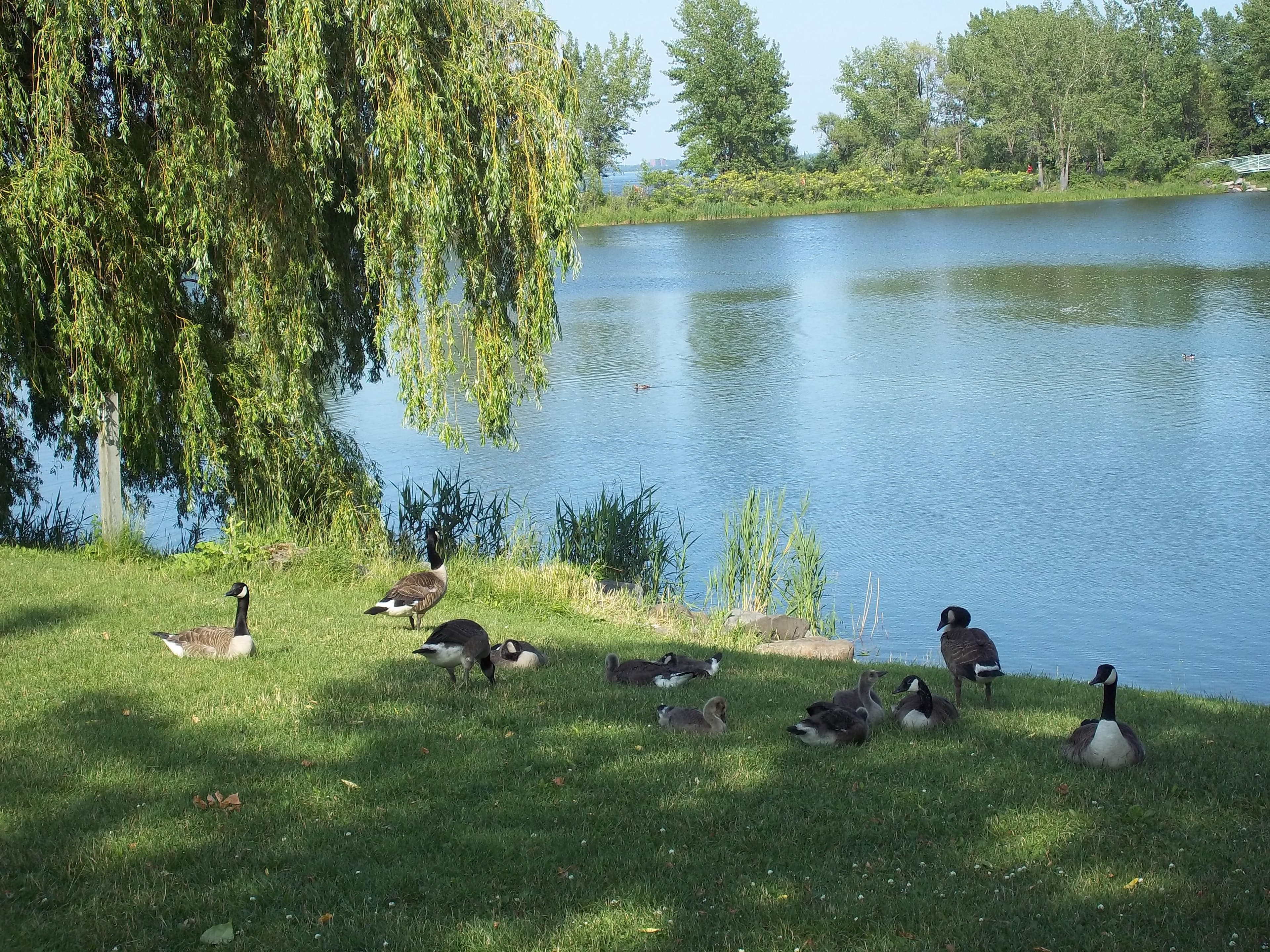 Parc régional des Rapides