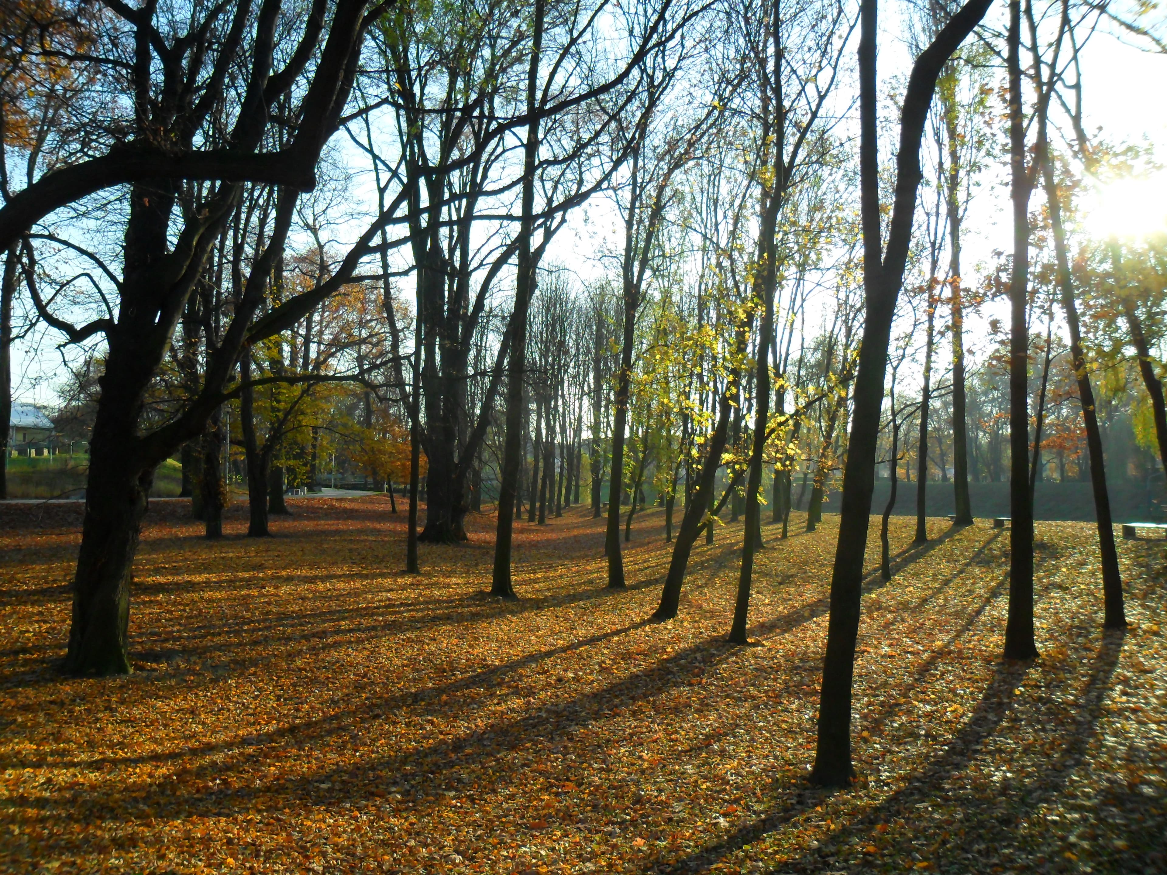 Castle park in Racibórz