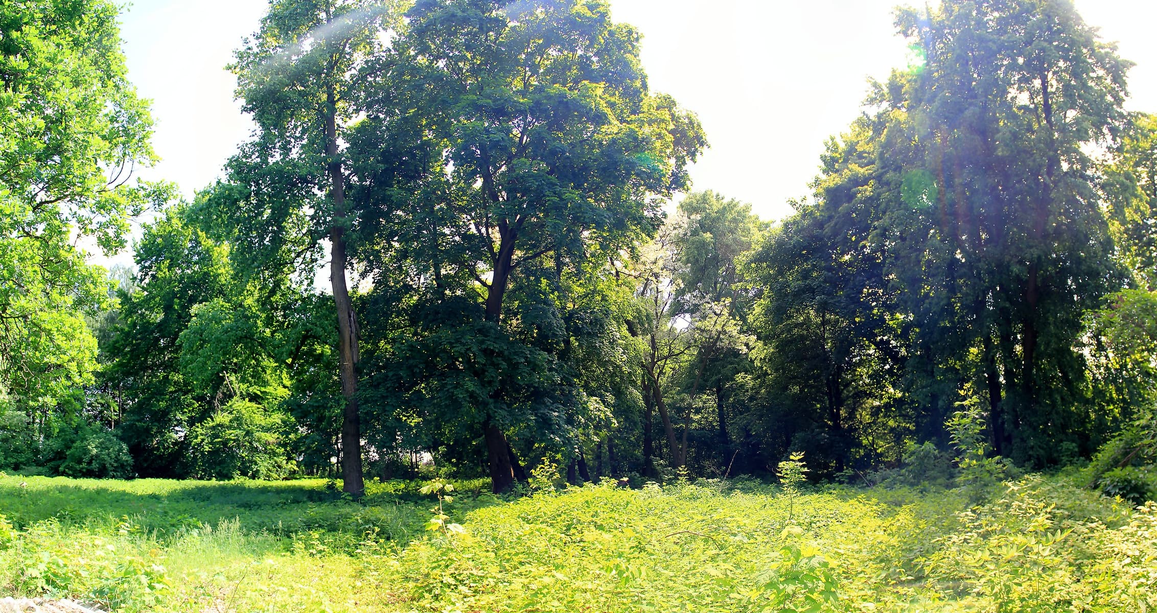 Park in Porszewice