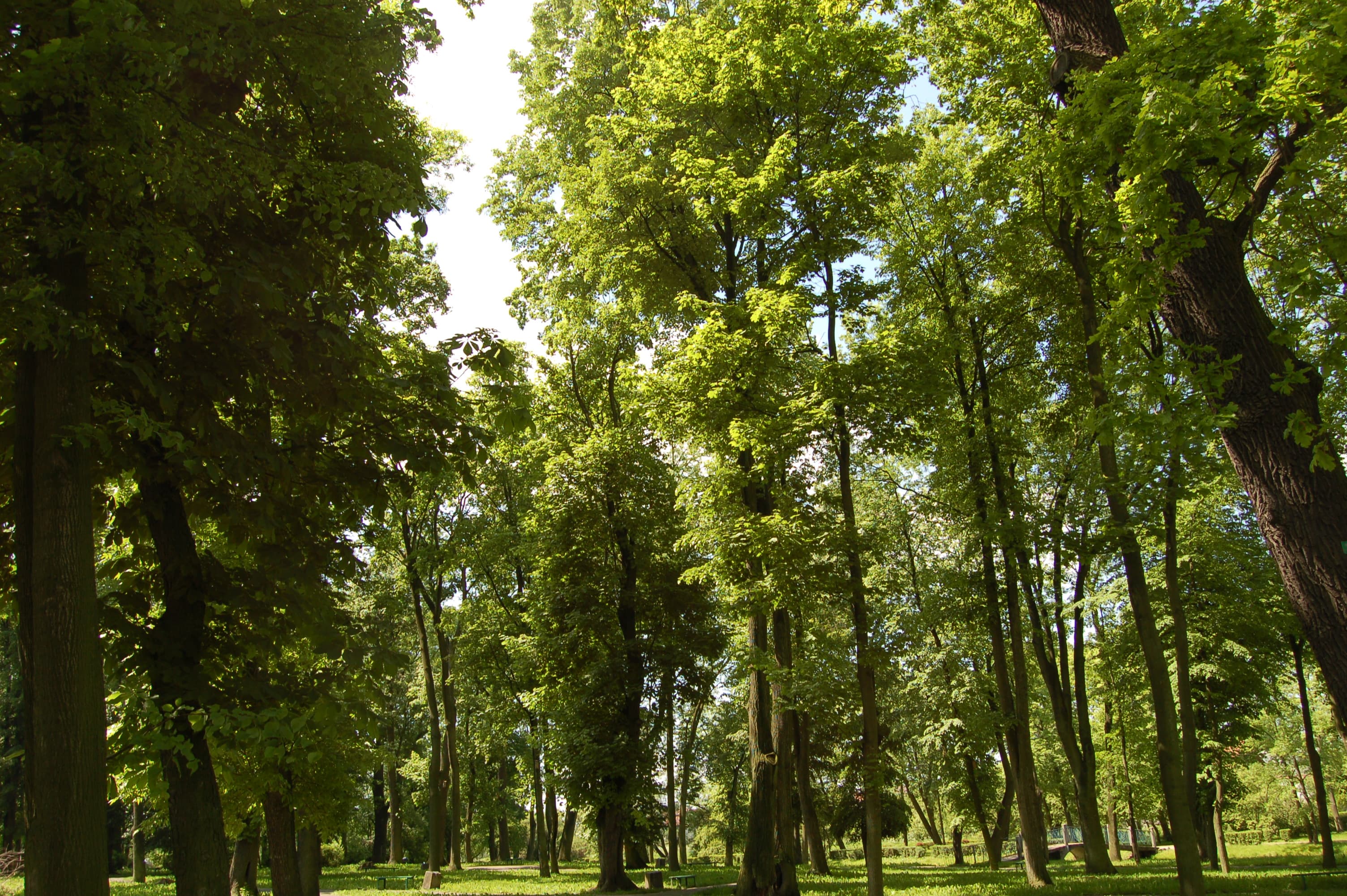 City Park in Przasnysz