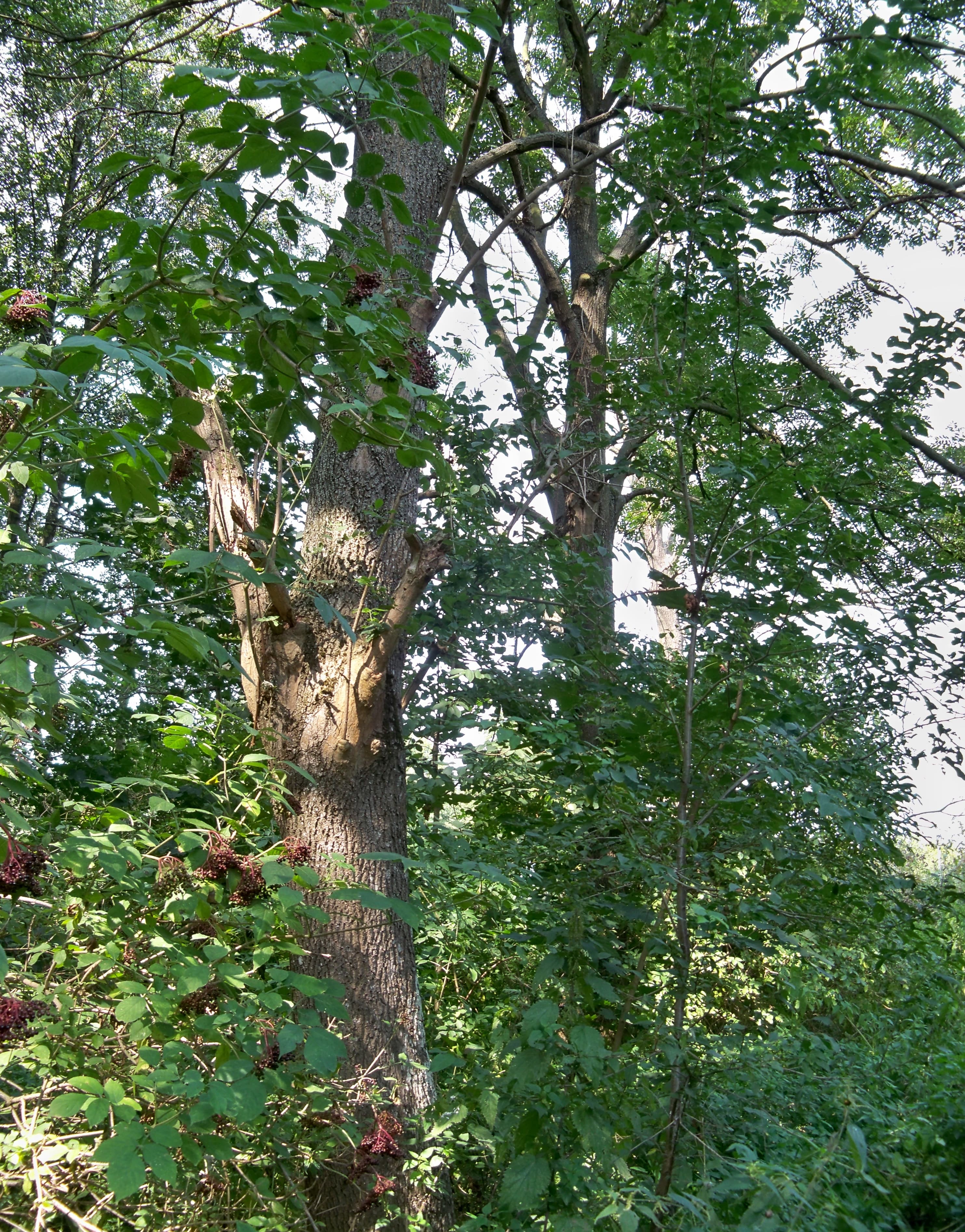 Manor park in Zwoleń-Strykowice Górne