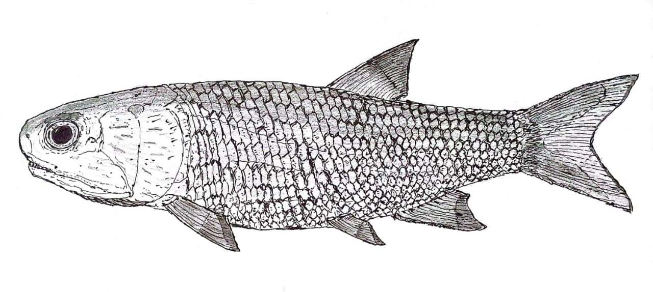 Perleidus Museum of Perledo