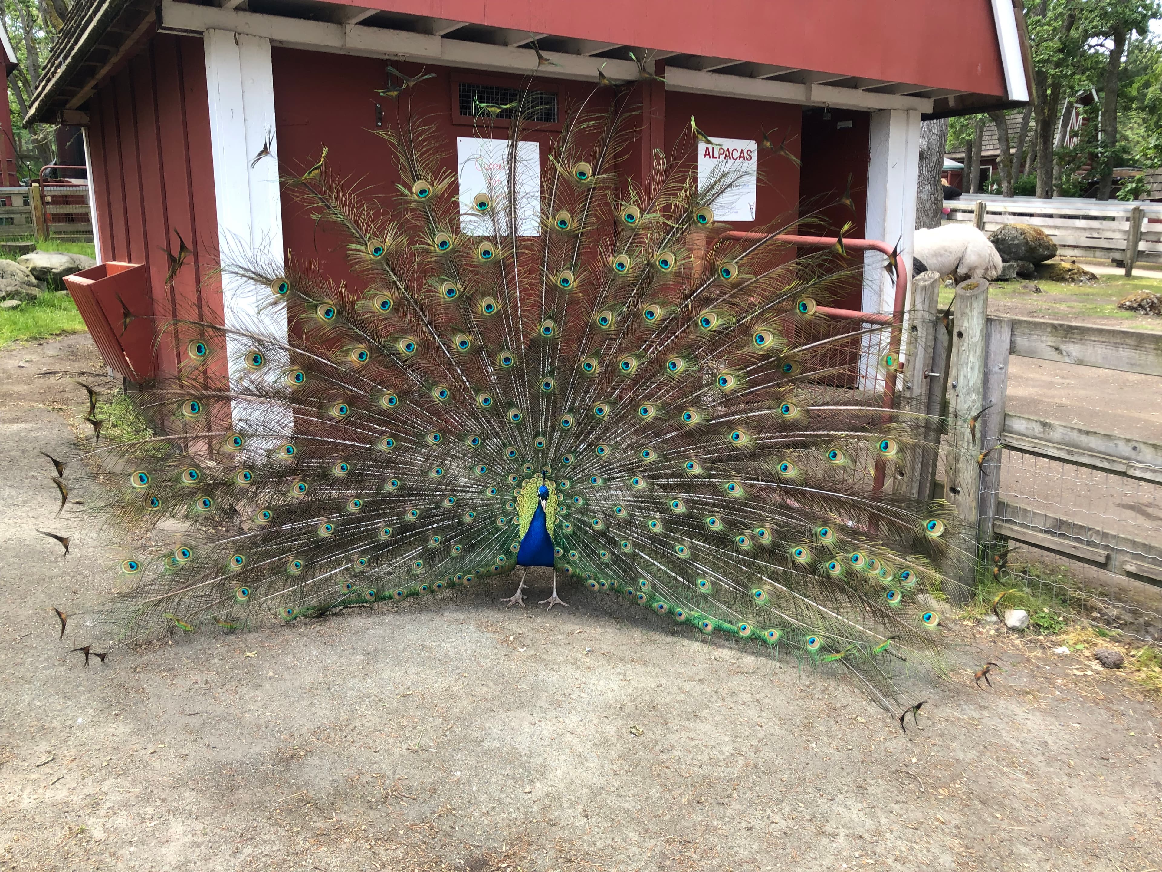 Beacon Hill Children's Farm