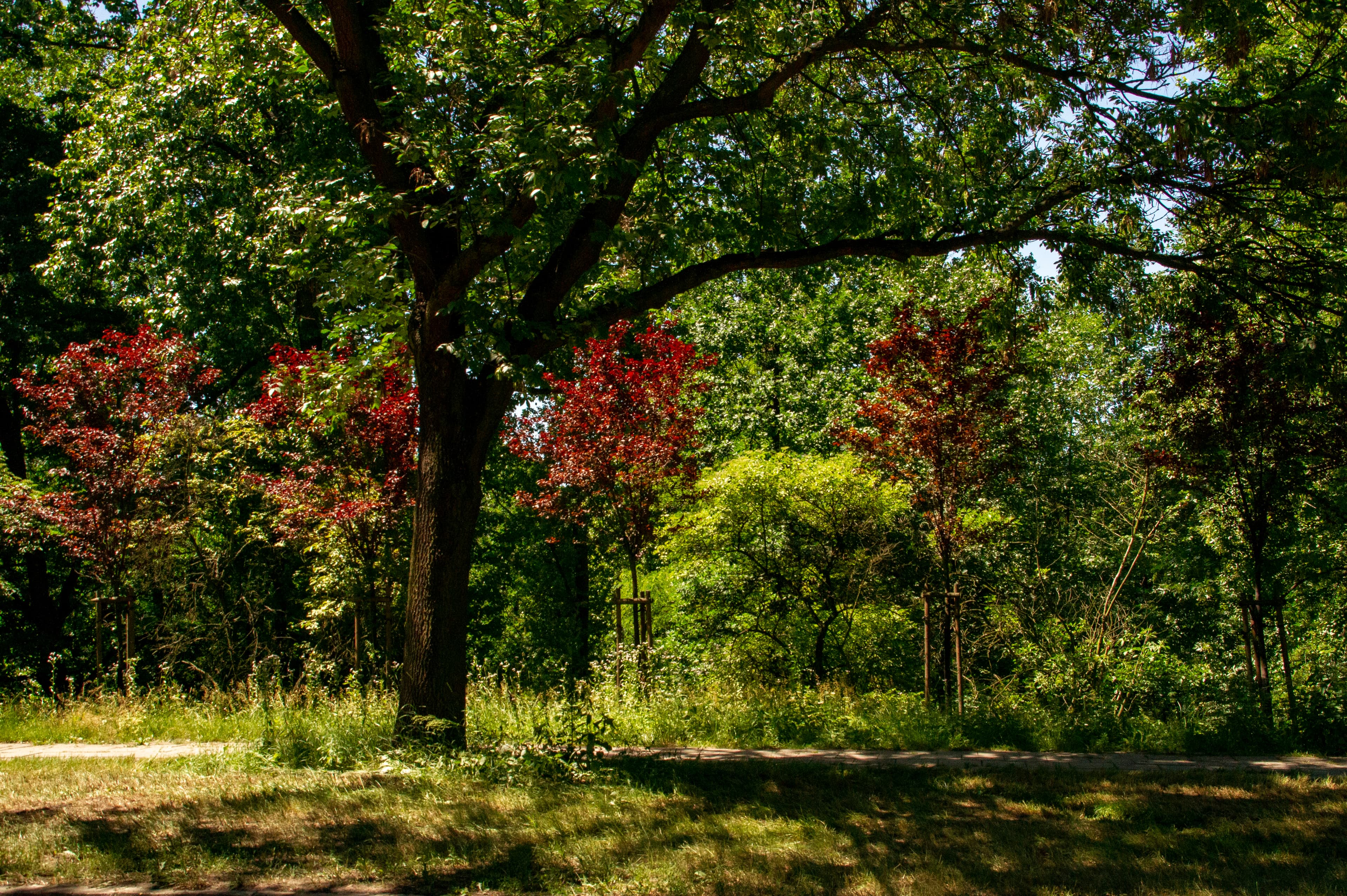 Środula Park on Okrzei Street