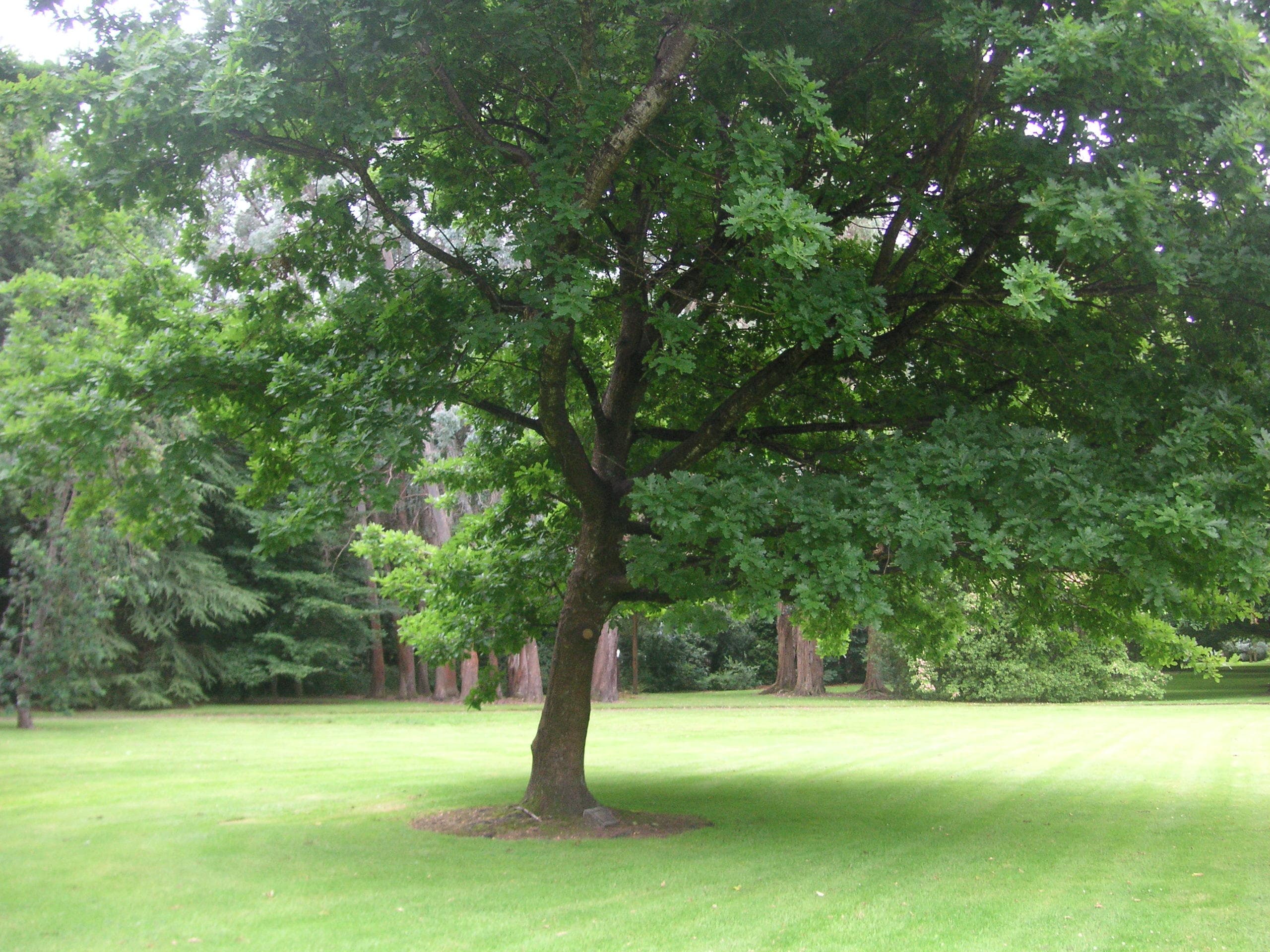 Queen's Park, Invercargill