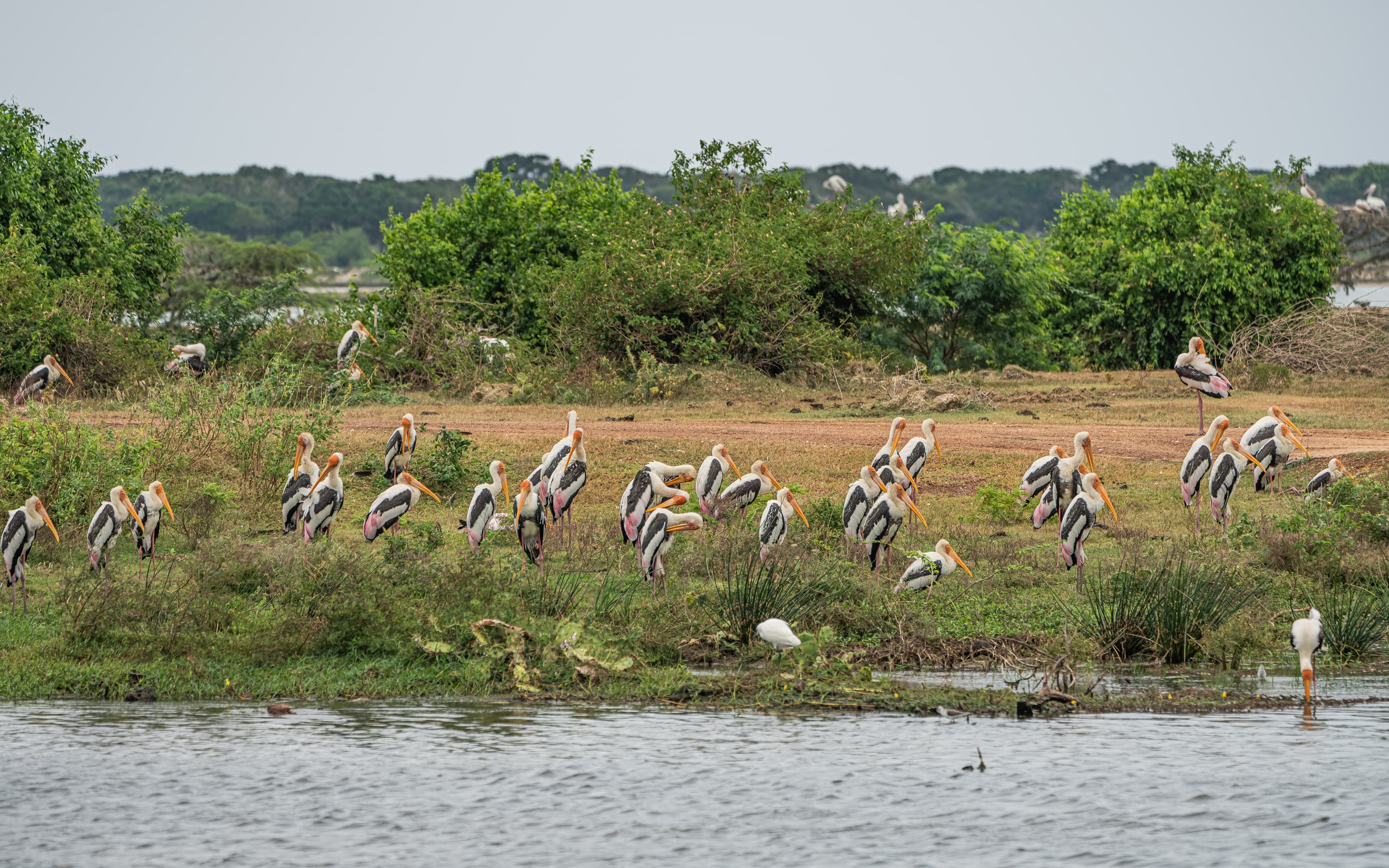 Bundala National Park