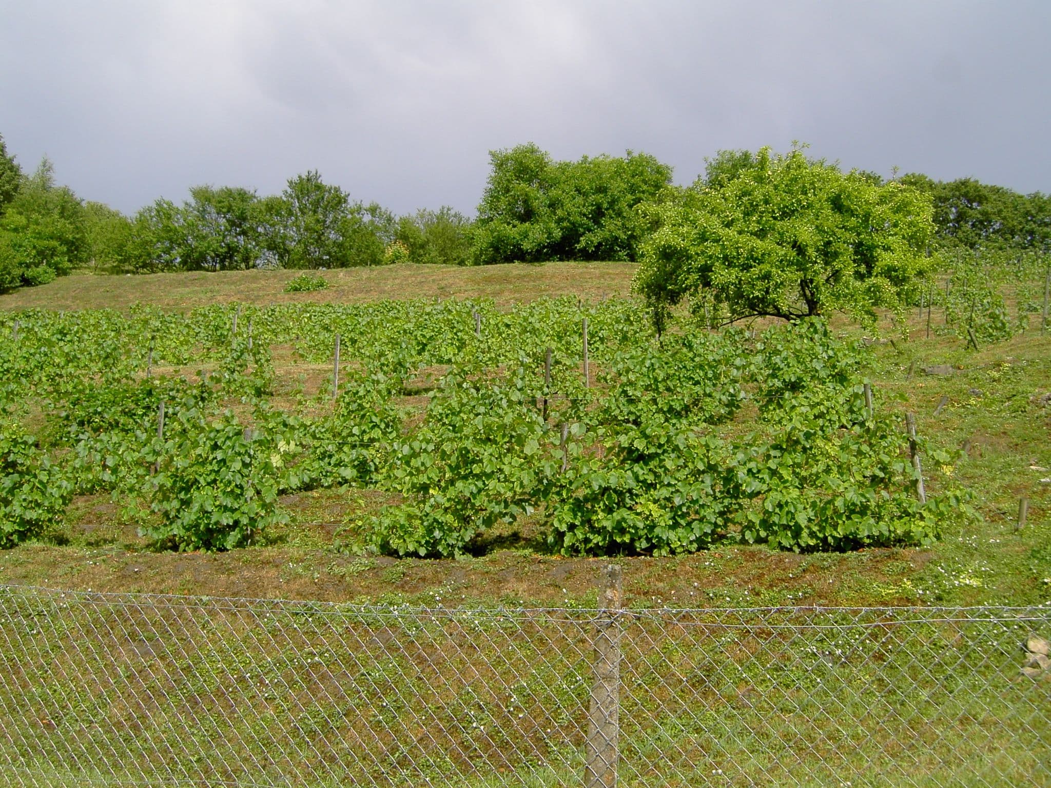 Vineyard in Sabile