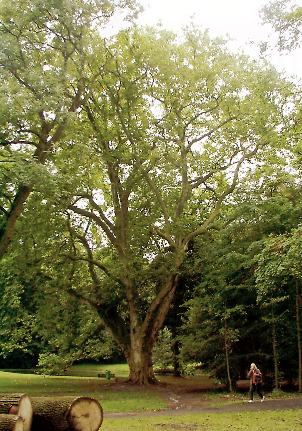 Park pałacowy w Smolicach