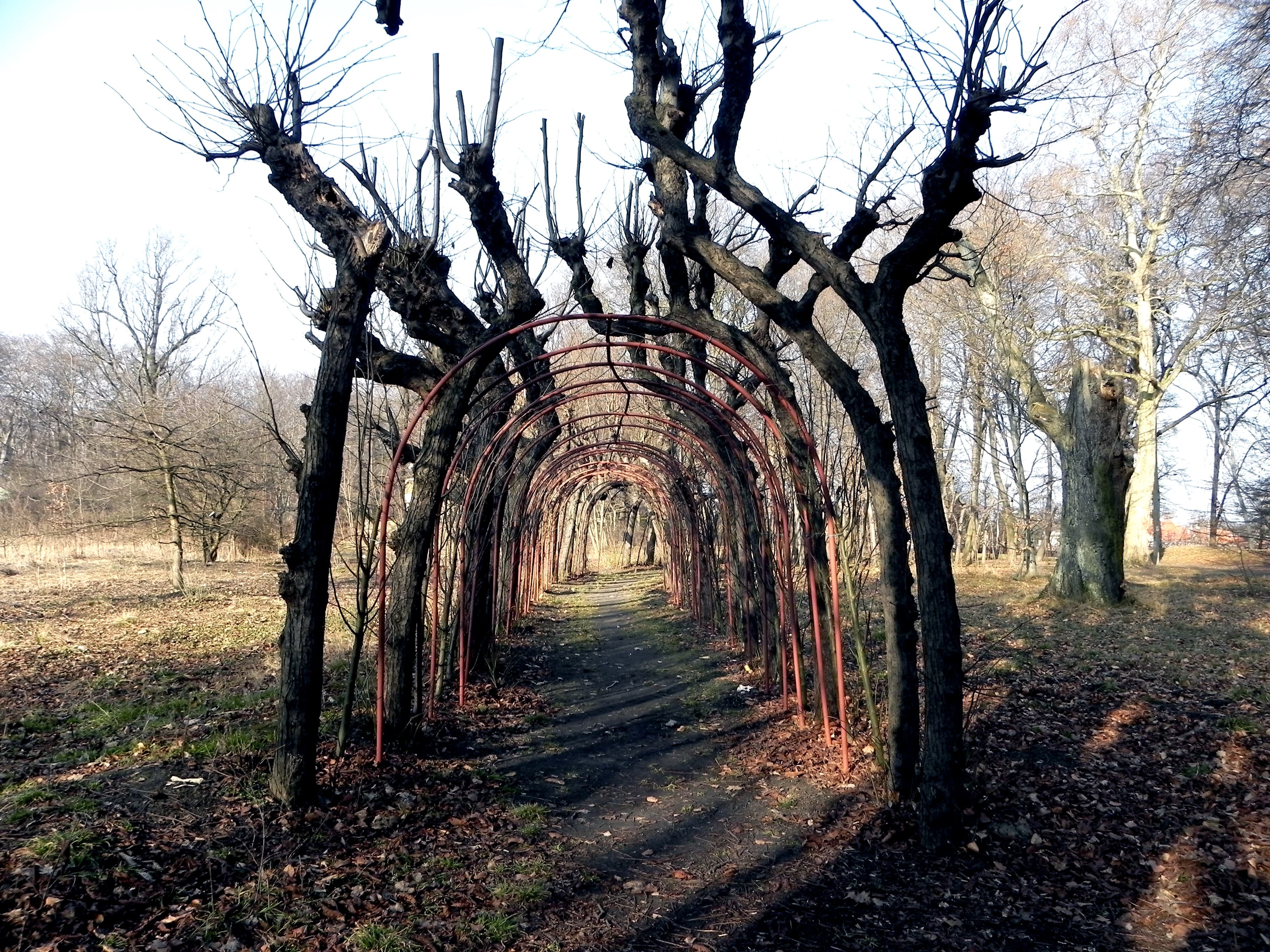 Park near Goyki street